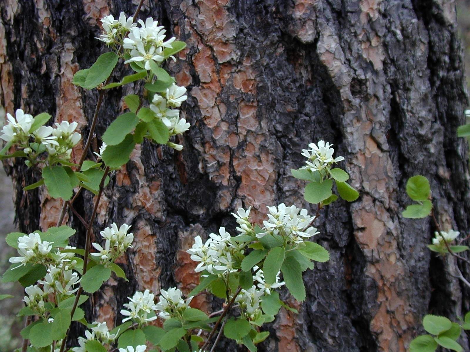 Discover-Hidden-Wild-Serviceberry-Groves-In-Colorado-TouristSecrets discover-hidden-wild-serviceberry-groves-in-colorado-touristsecrets
