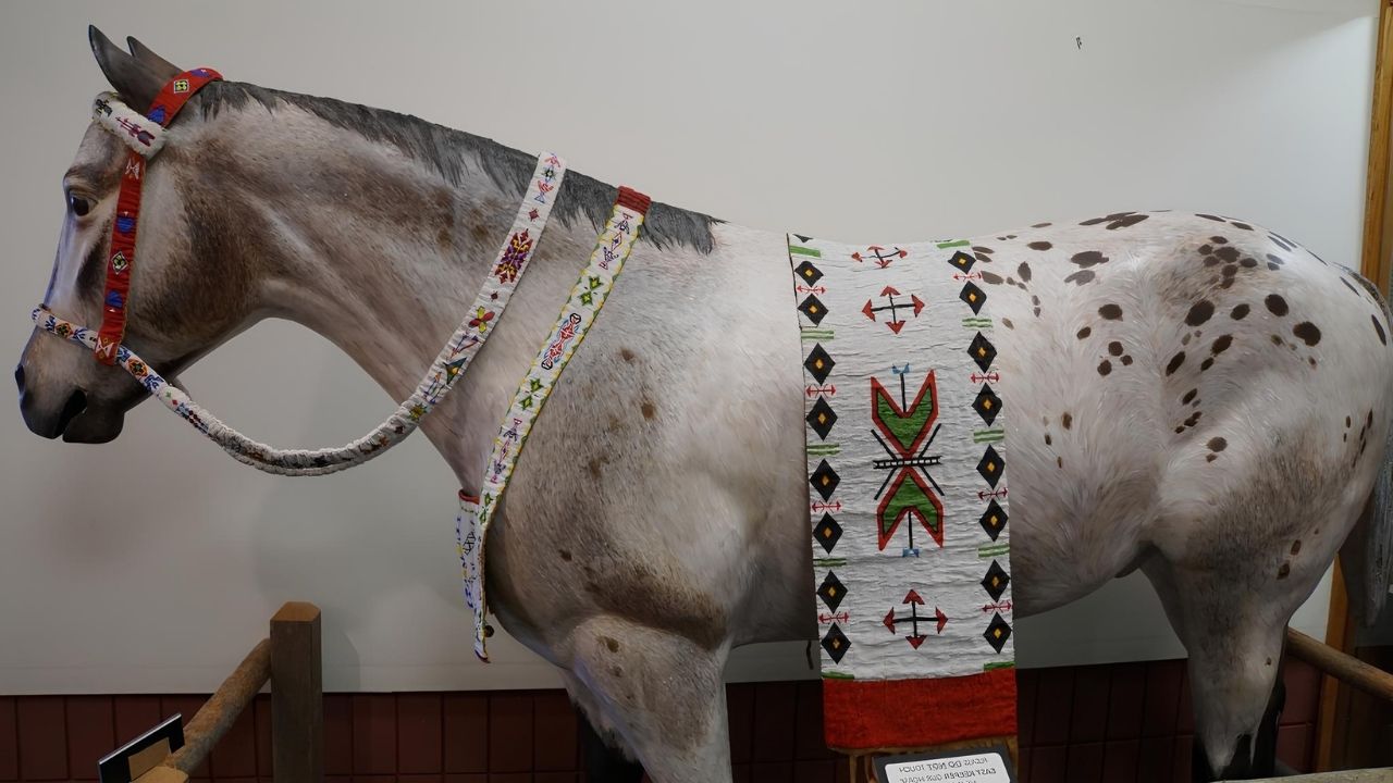 Discover-Moscow8217s-Captivating-Appaloosa-Museum-TouristSecrets discover-moscows-captivating-appaloosa-museum-touristsecrets