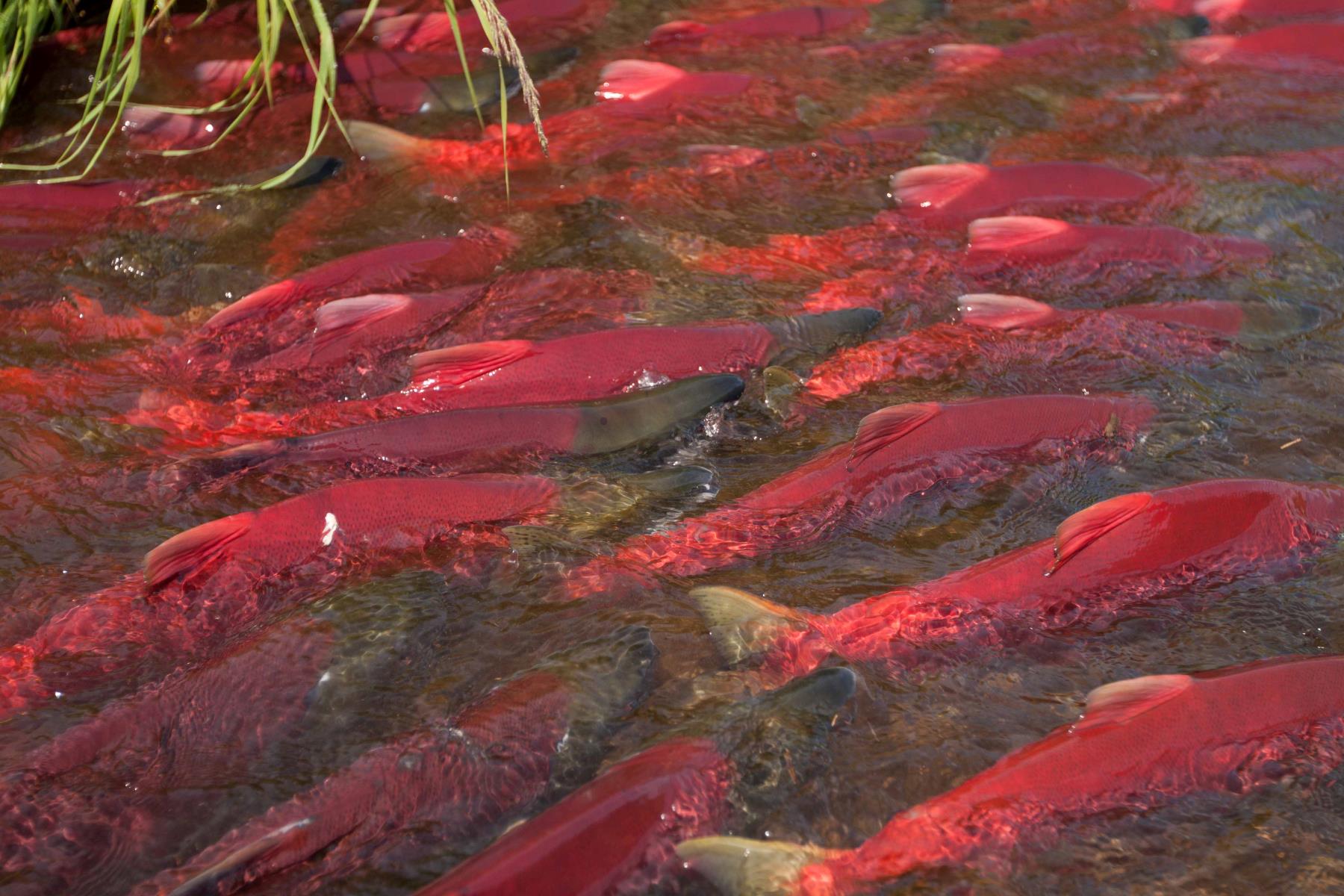 discover-the-spectacle-of-aleknagik-lakes-sockeye-salmon-touristsecrets