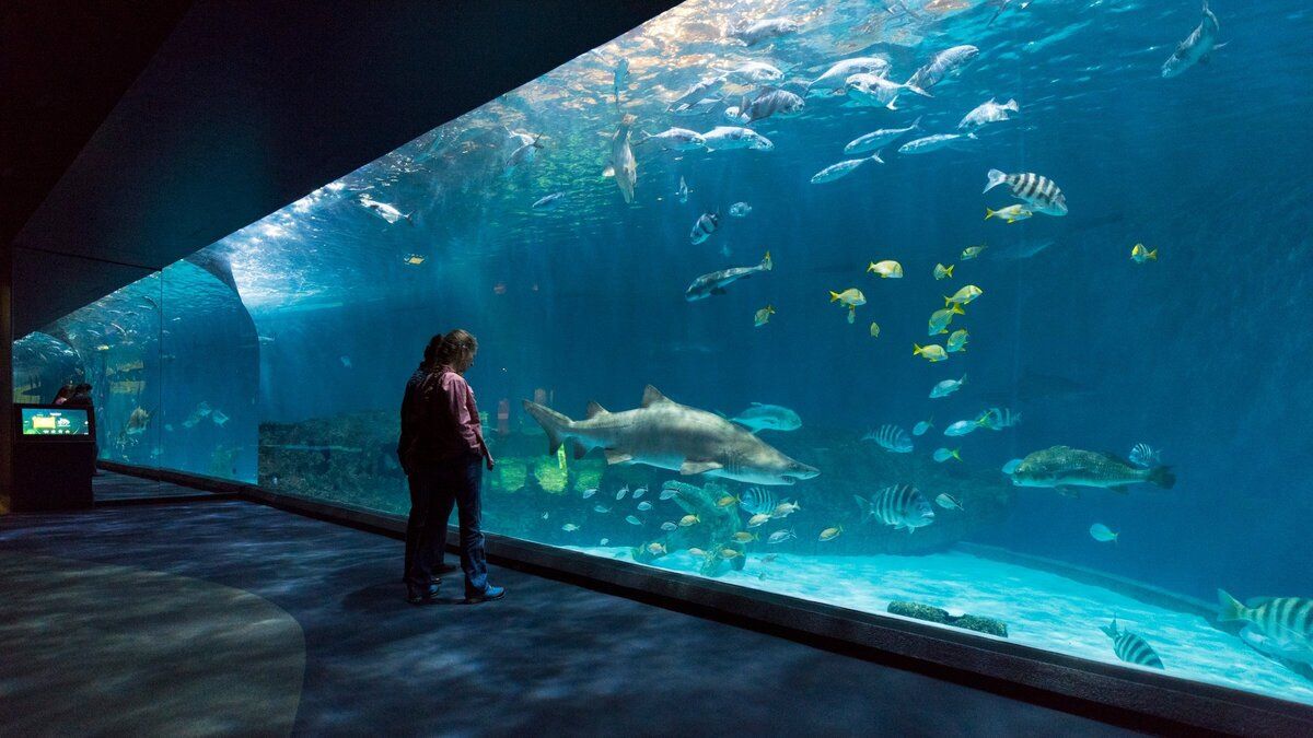 dive-into-atlantic-citys-vibrant-marine-wonders