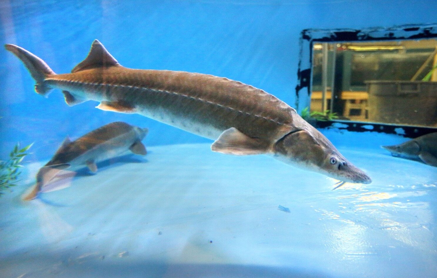 dive-into-duluths-great-lakes-aquarium-adventure