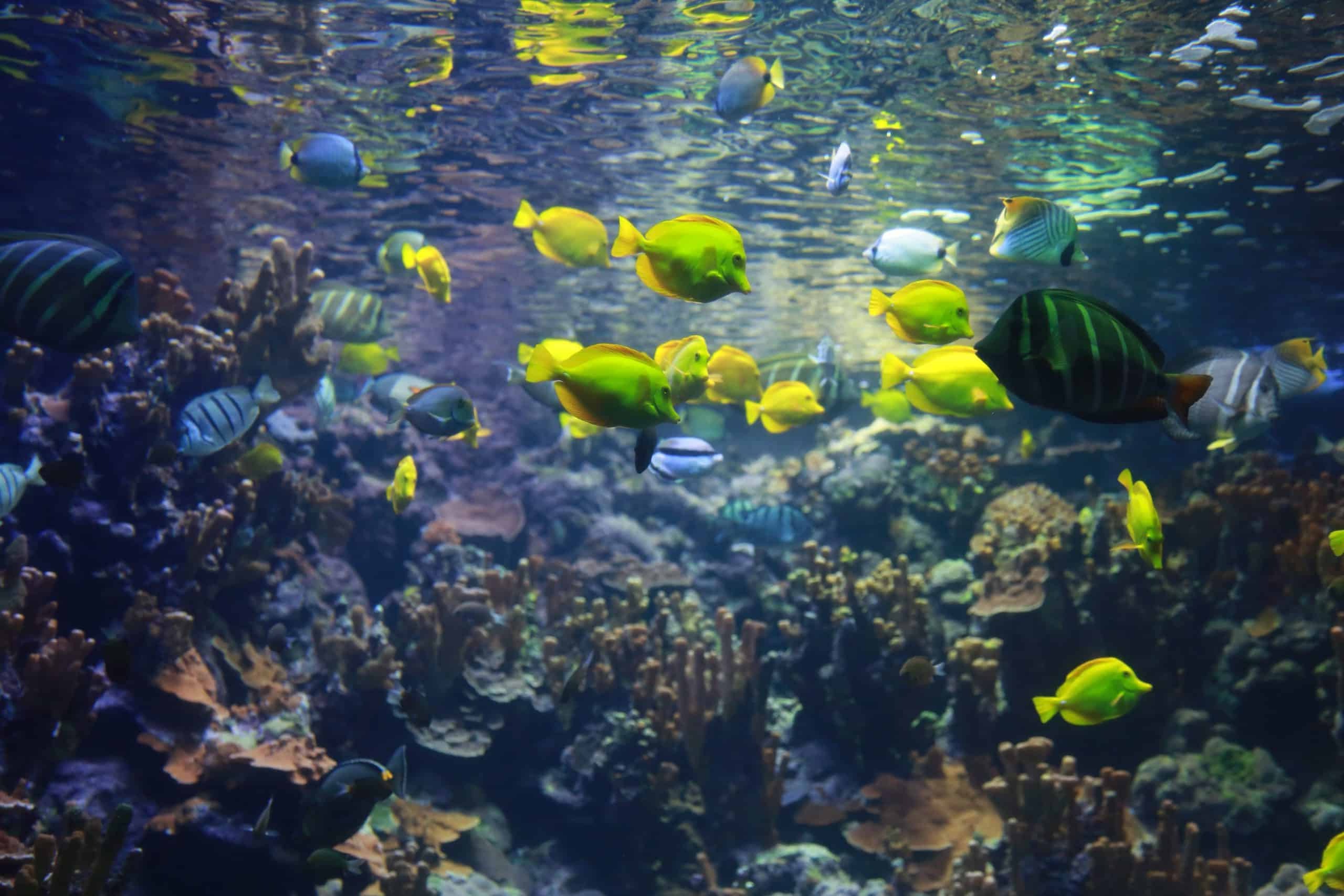 Dive-Into-Maui-Ocean-Center8217s-Marine-Wonders dive-into-maui-ocean-centers-marine-wonders