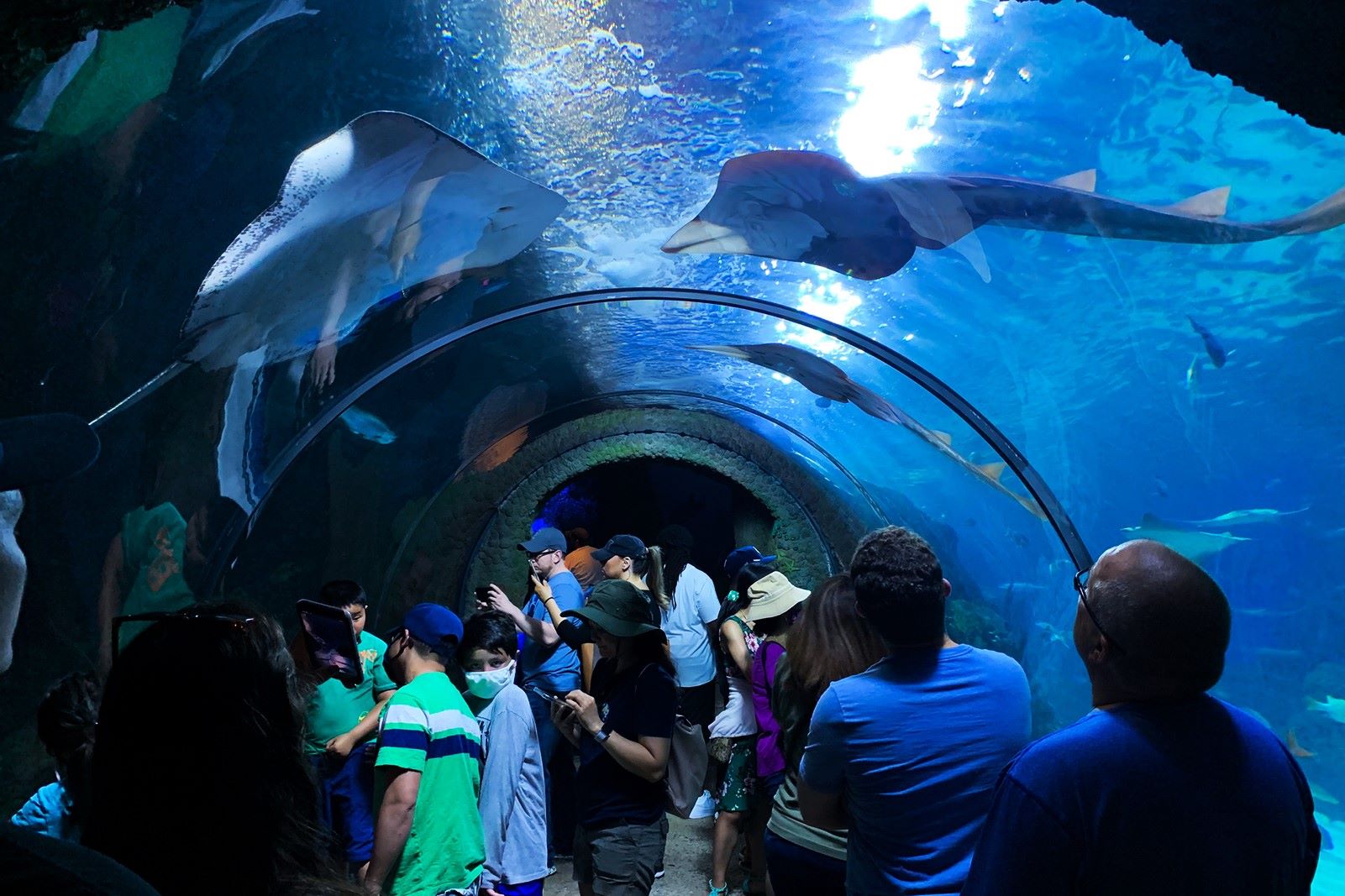 Dive-Into-The-Wonders-Of-Denver8217s-Downtown-Aquarium dive-into-the-wonders-of-denvers-downtown-aquarium