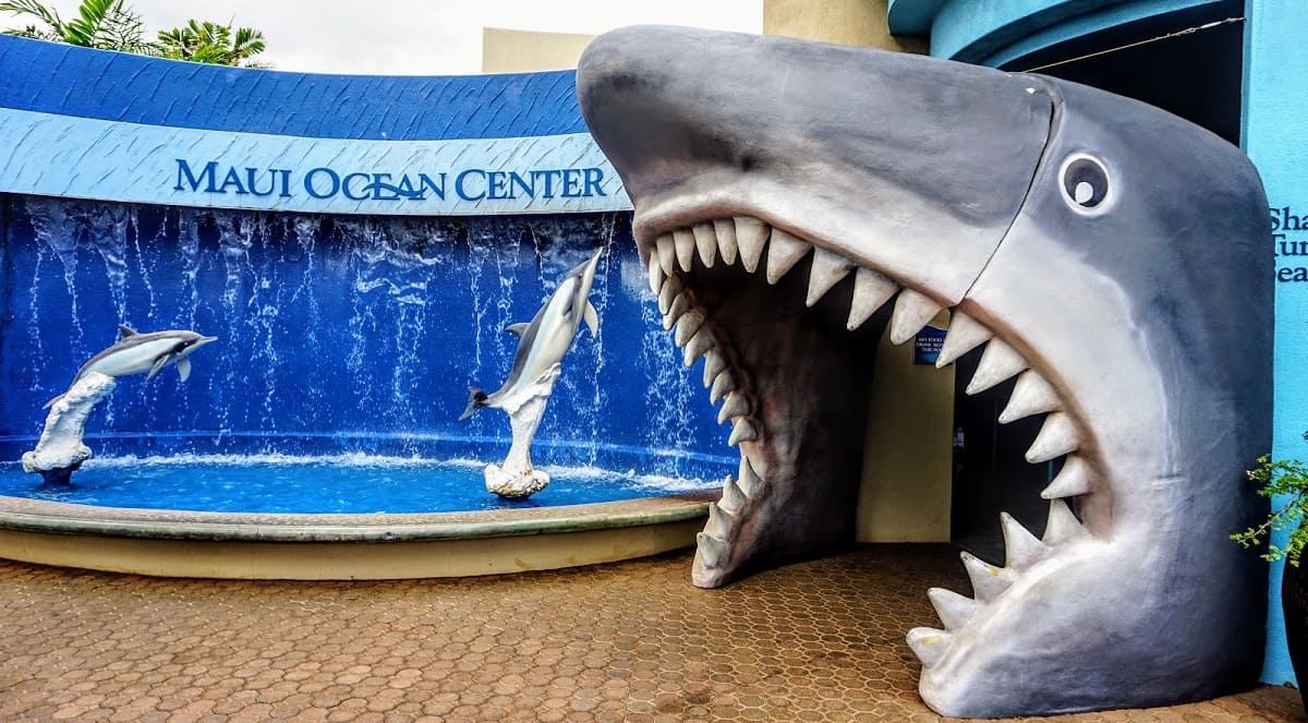 Dive-Into-The-Wonders-Of-Maui-Ocean-Center dive-into-the-wonders-of-maui-ocean-center
