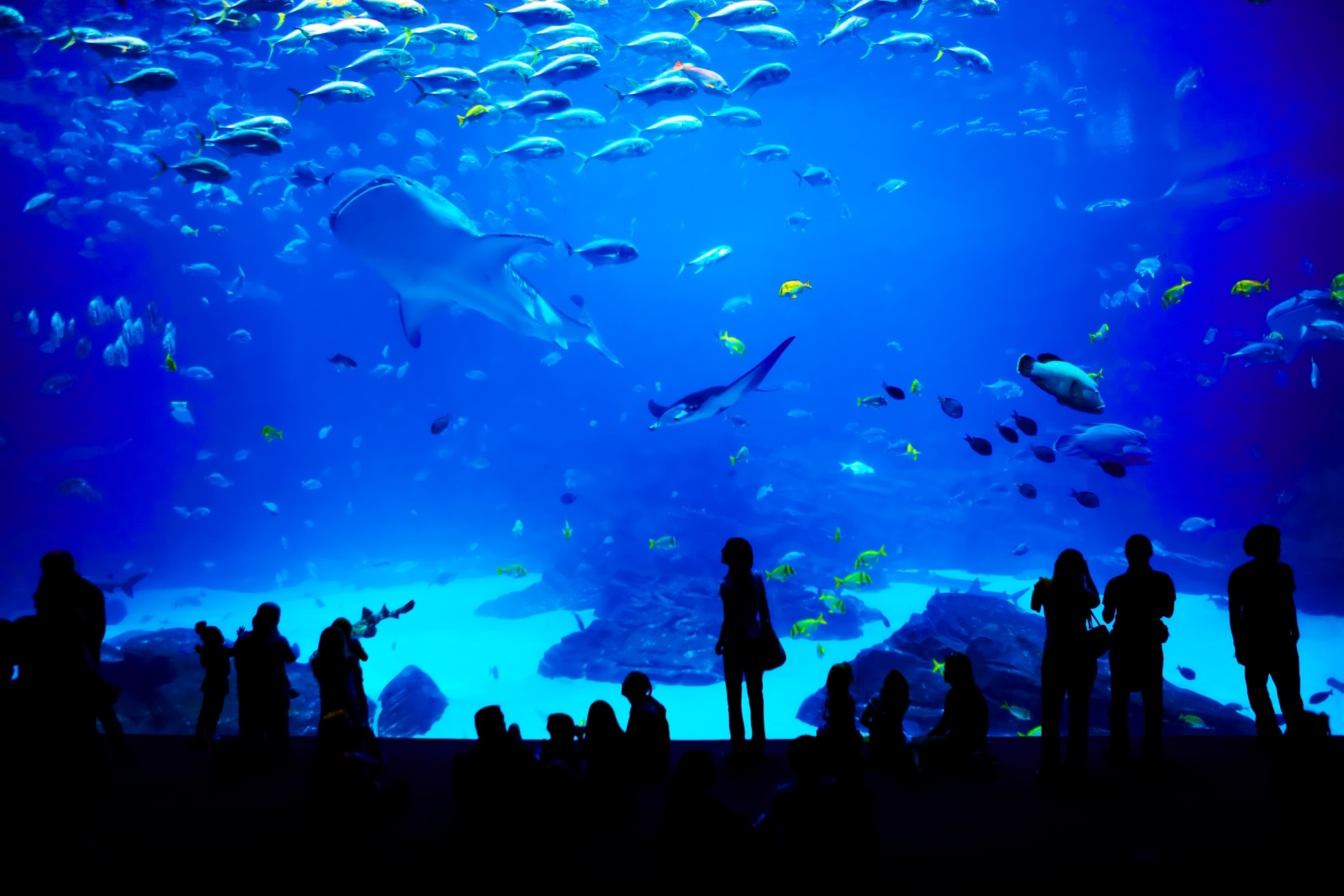 Dive-Into-Thrills-At-Adventure-Aquarium8217s-Shark-Tunnel dive-into-thrills-at-adventure-aquariums-shark-tunnel