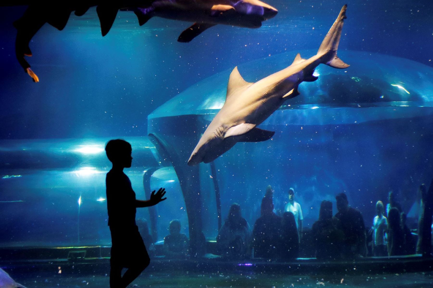 Dive-Into-Thrills-At-Oklahoma-Aquarium8217s-Shark-Adventure dive-into-thrills-at-oklahoma-aquariums-shark-adventure