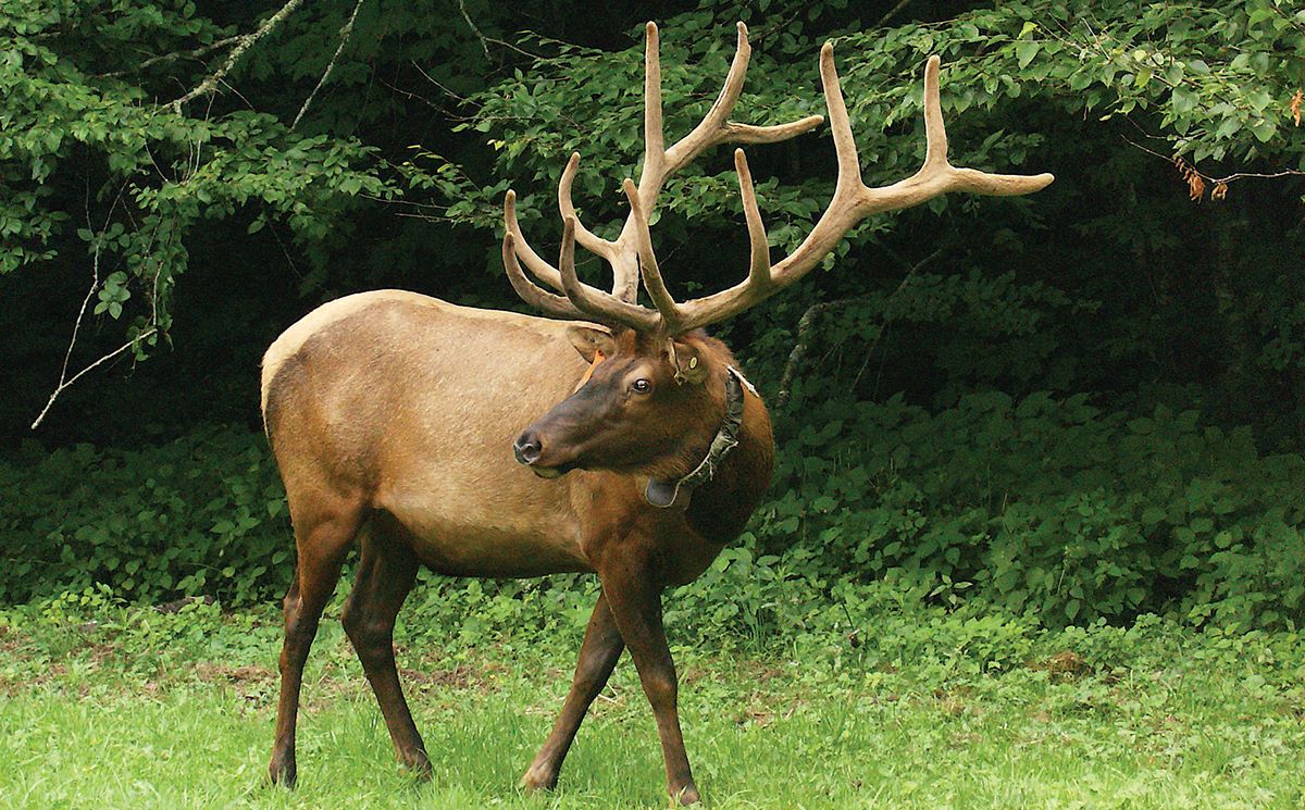Echoes-Of-Elk-In-Appalachian-Valleys echoes-of-elk-in-appalachian-valleys