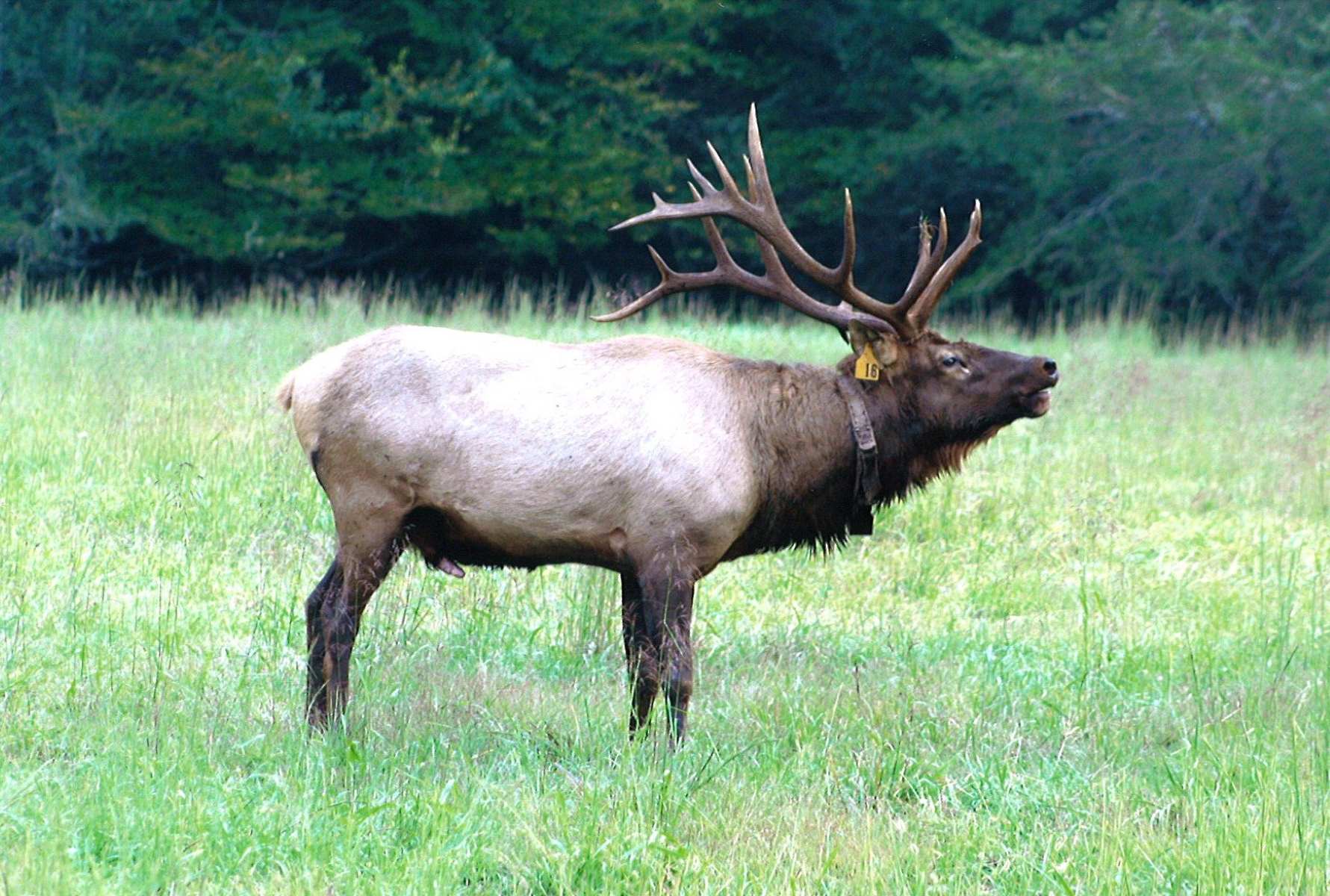 echoes-of-elk-in-cataloochee-valleys-north-carolina