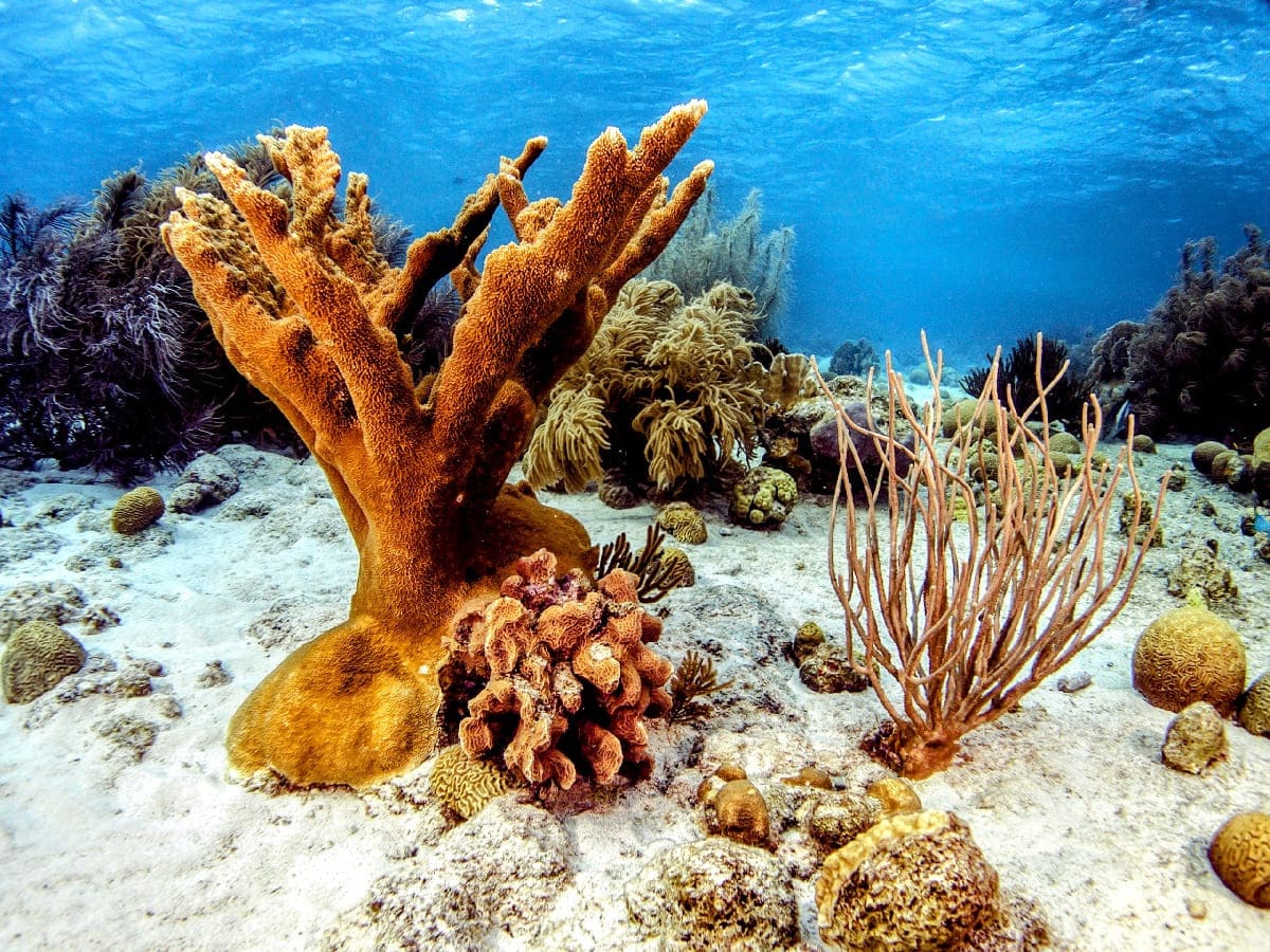 Echoes-Of-Elkhorn-Coral-In-Texas8217-Hidden-Marine-Sanctuary echoes-of-elkhorn-coral-in-texas-hidden-marine-sanctuary