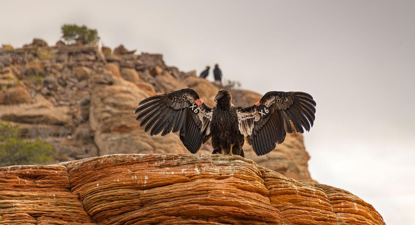 Arizona Vermilion Cliffs Wonders TouristSecrets Arizona Vermilion Cliffs Wonders TouristSecrets
