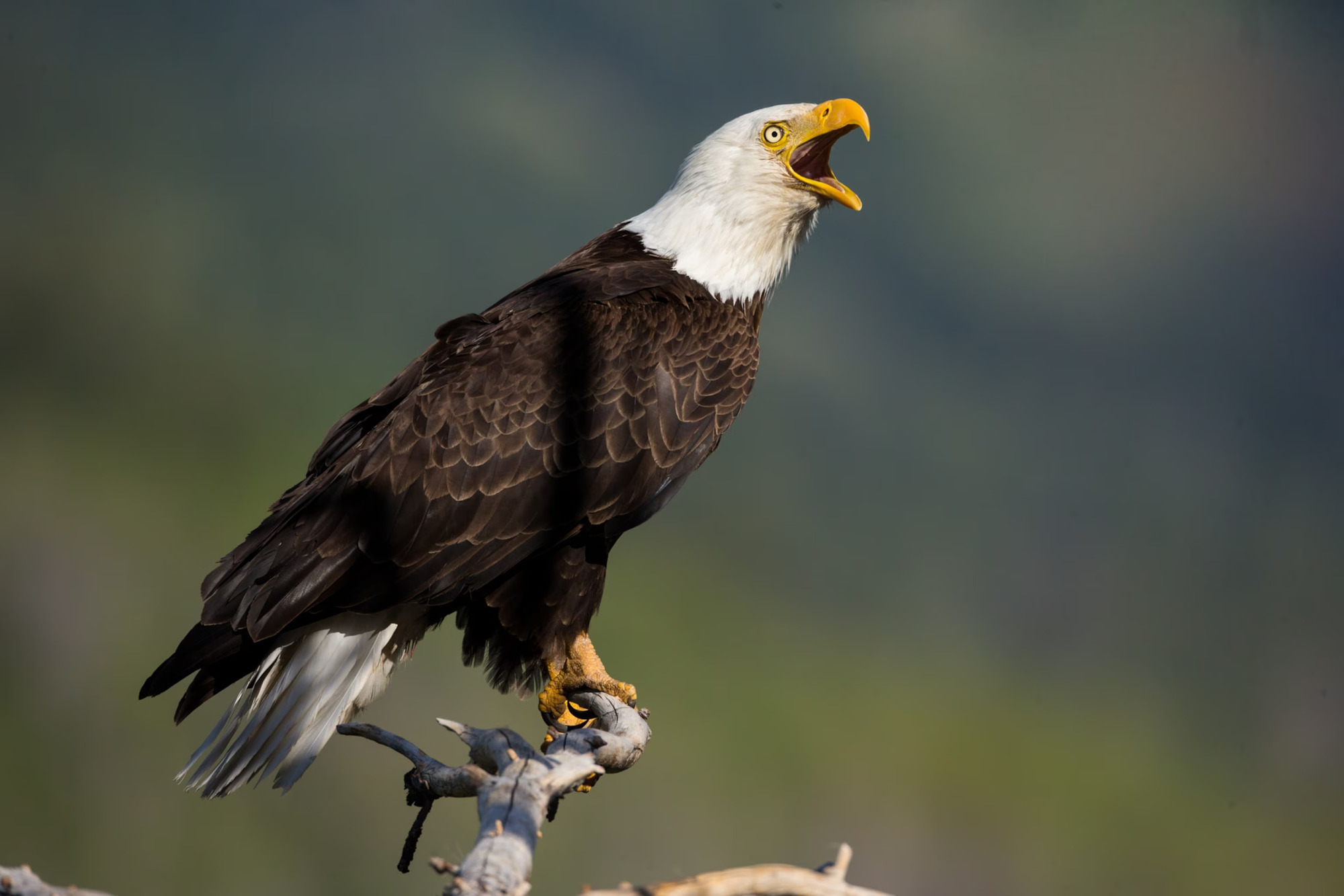 Echoing-Eagle-Aeries-In-Colorado8217s-Rockies echoing-eagle-aeries-in-colorados-rockies