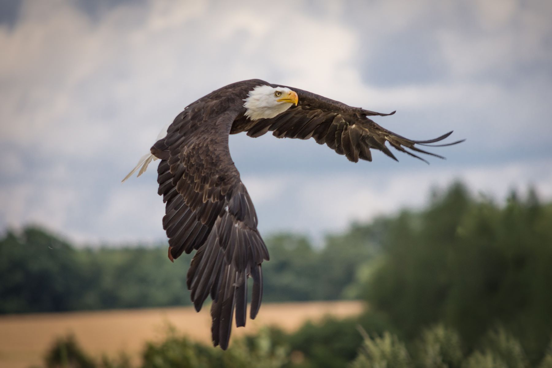 Echoing-Eagle-Aeries-In-Wyoming8217s-Grand-Teton echoing-eagle-aeries-in-wyomings-grand-teton