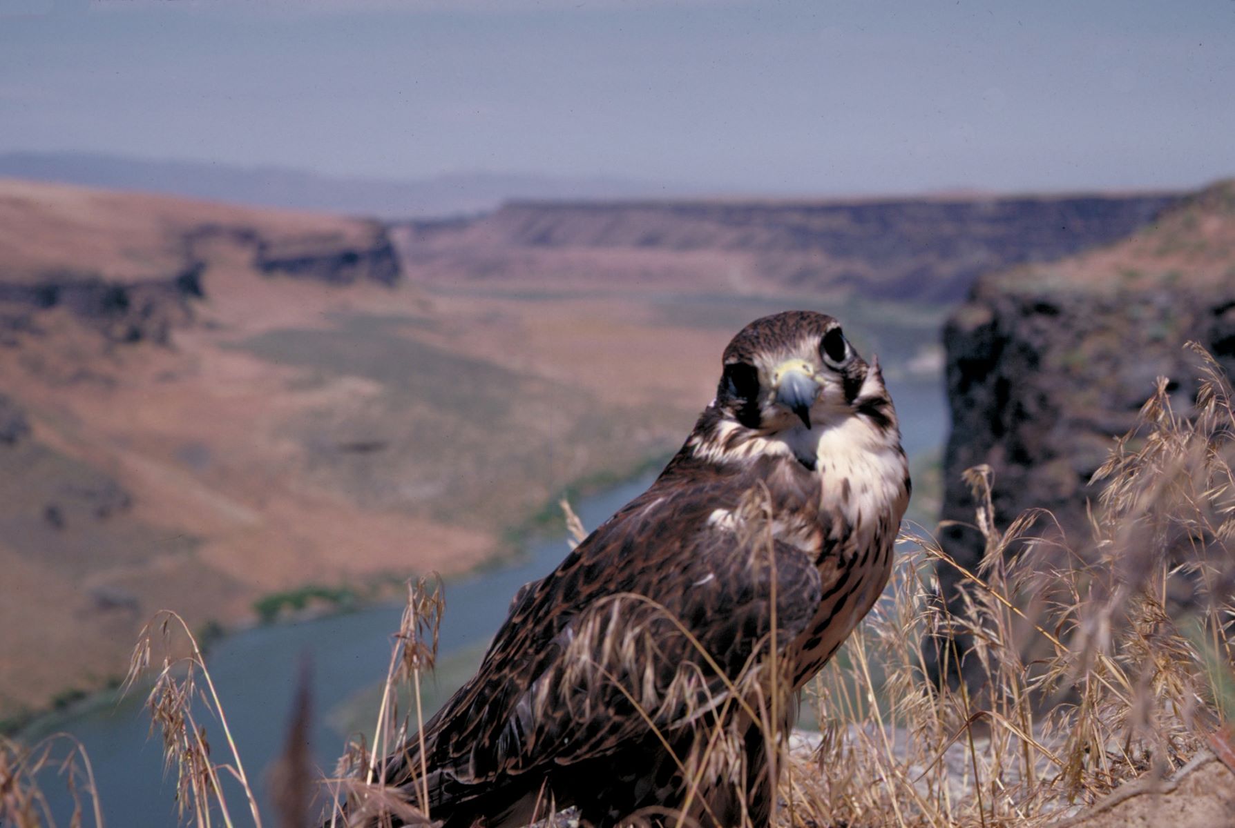 Echoing-Eagle-Aeries-Of-Idaho8217s-Snake-River-Birds-Of-Prey echoing-eagle-aeries-of-idahos-snake-river-birds-of-prey