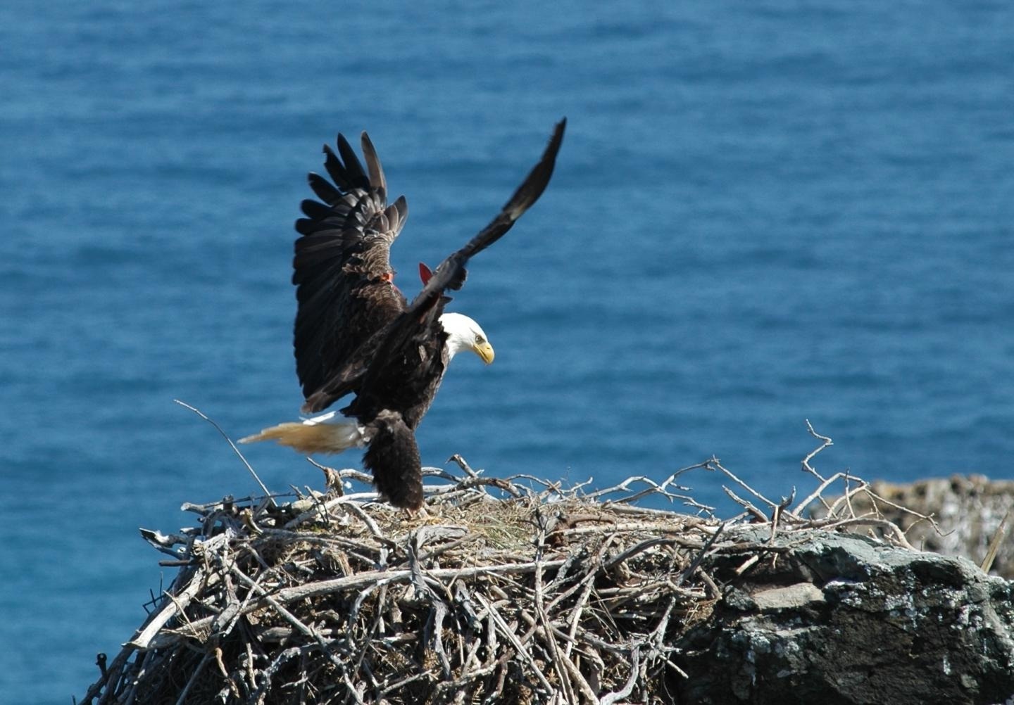 Echoing-Eagle-Nests-Of-California8217s-Channel-Islands echoing-eagle-nests-of-californias-channel-islands