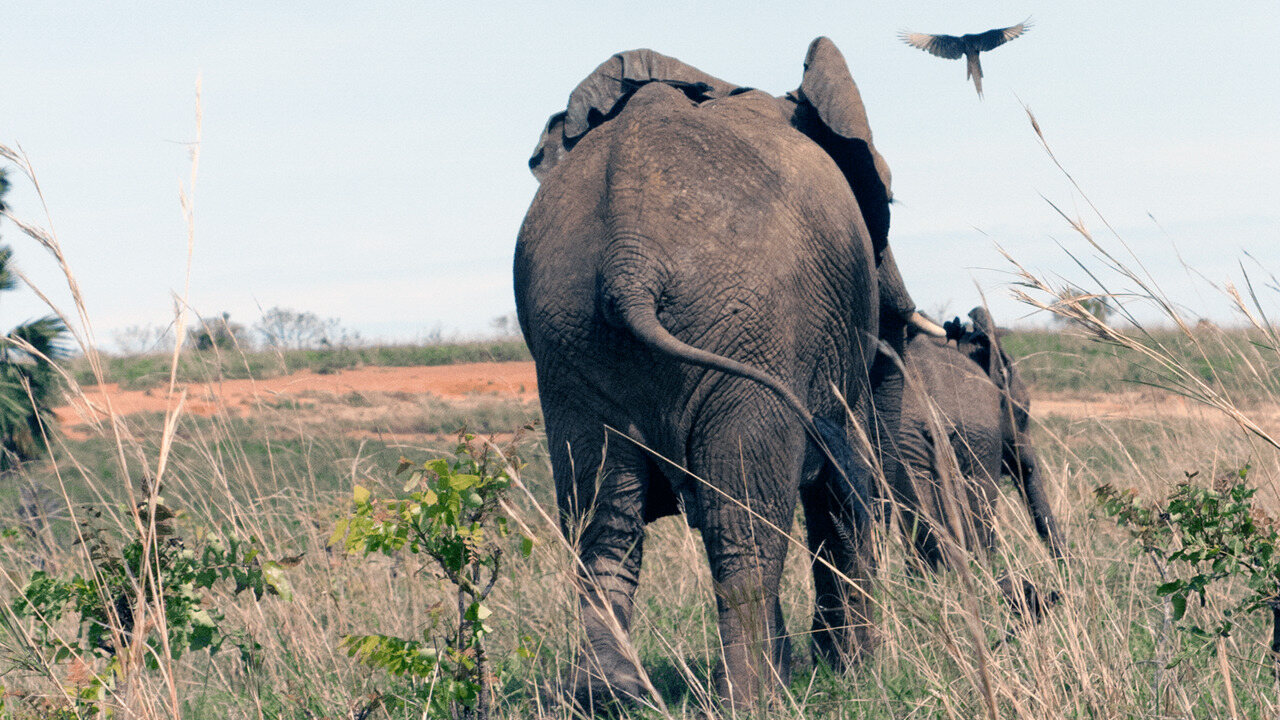 Echoing-Elephant-Paths-In-The-Thundering-Thickets echoing-elephant-paths-in-the-thundering-thickets