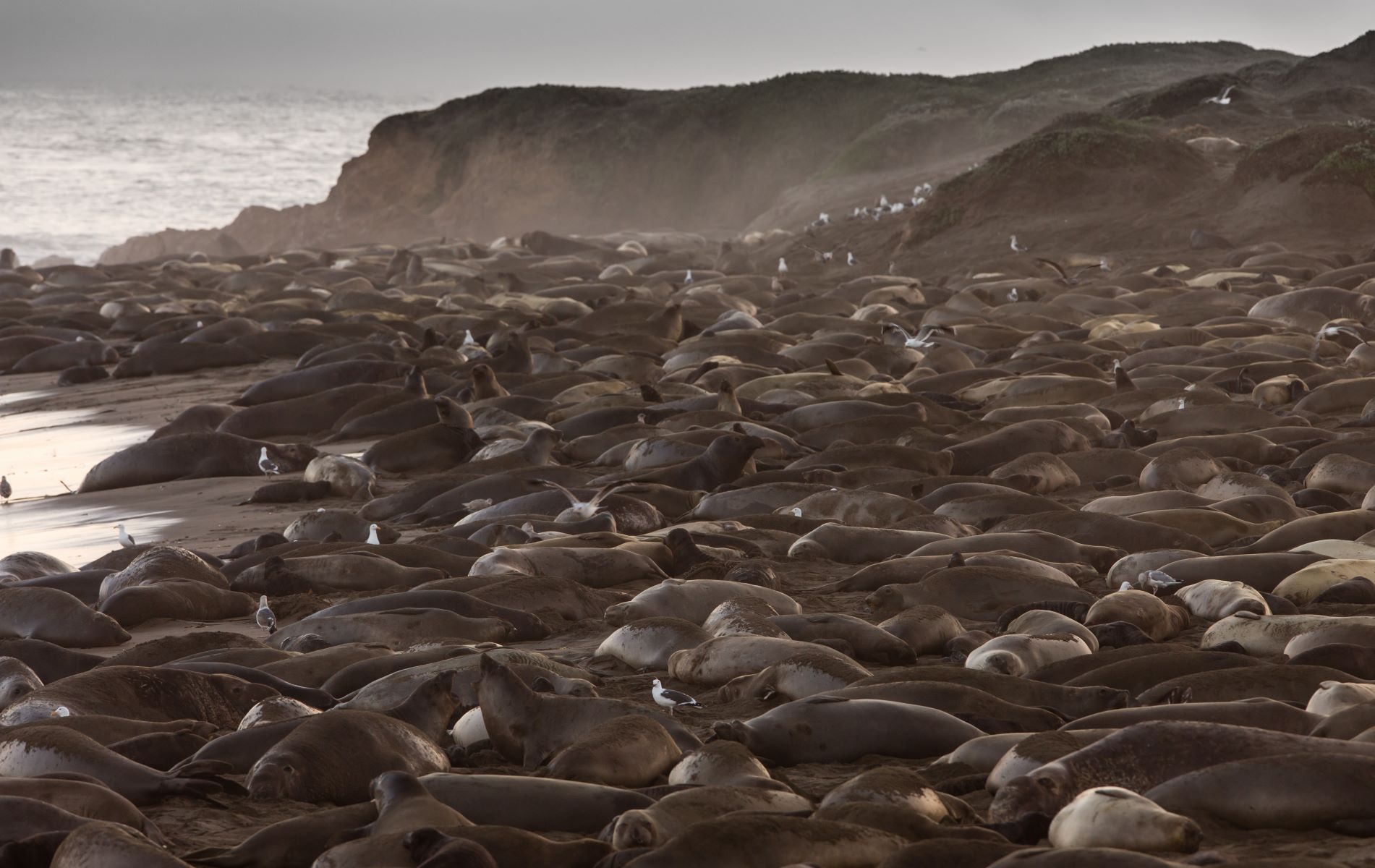 Echoing-Elephant-Seals-Of-Roaring-Rocks echoing-elephant-seals-of-roaring-rocks