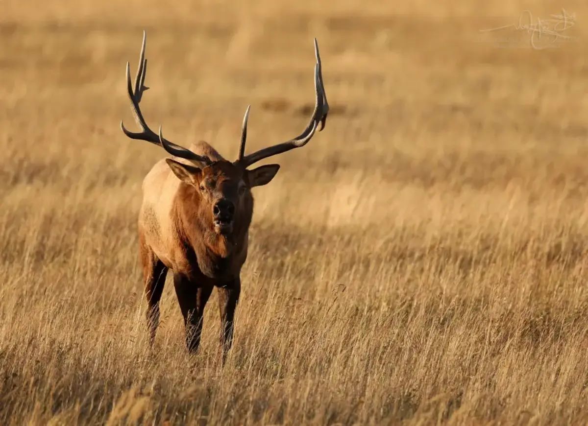 Echoing-Elk-And-The-Muddy-Meadows-Mystery echoing-elk-and-the-muddy-meadows-mystery
