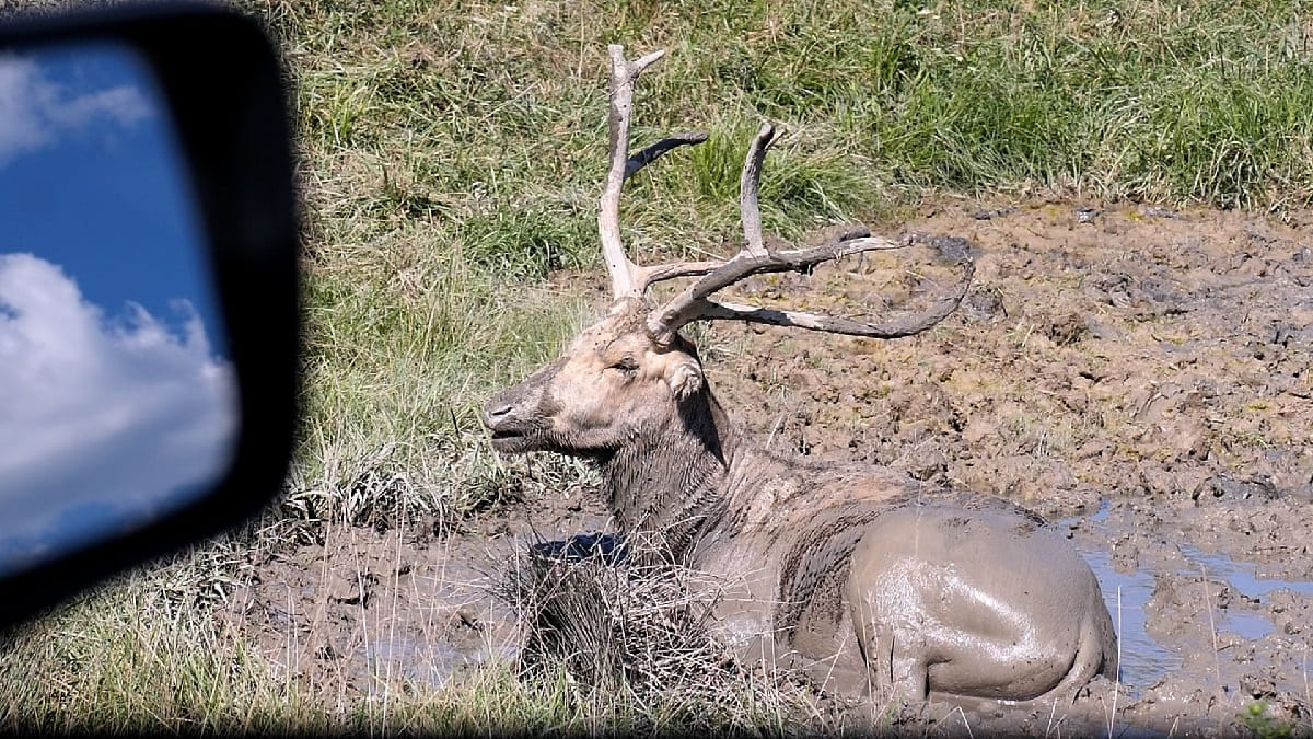 Echoing-Elk-Wallow-In-The-Muddy-Moors echoing-elk-wallow-in-the-muddy-moors