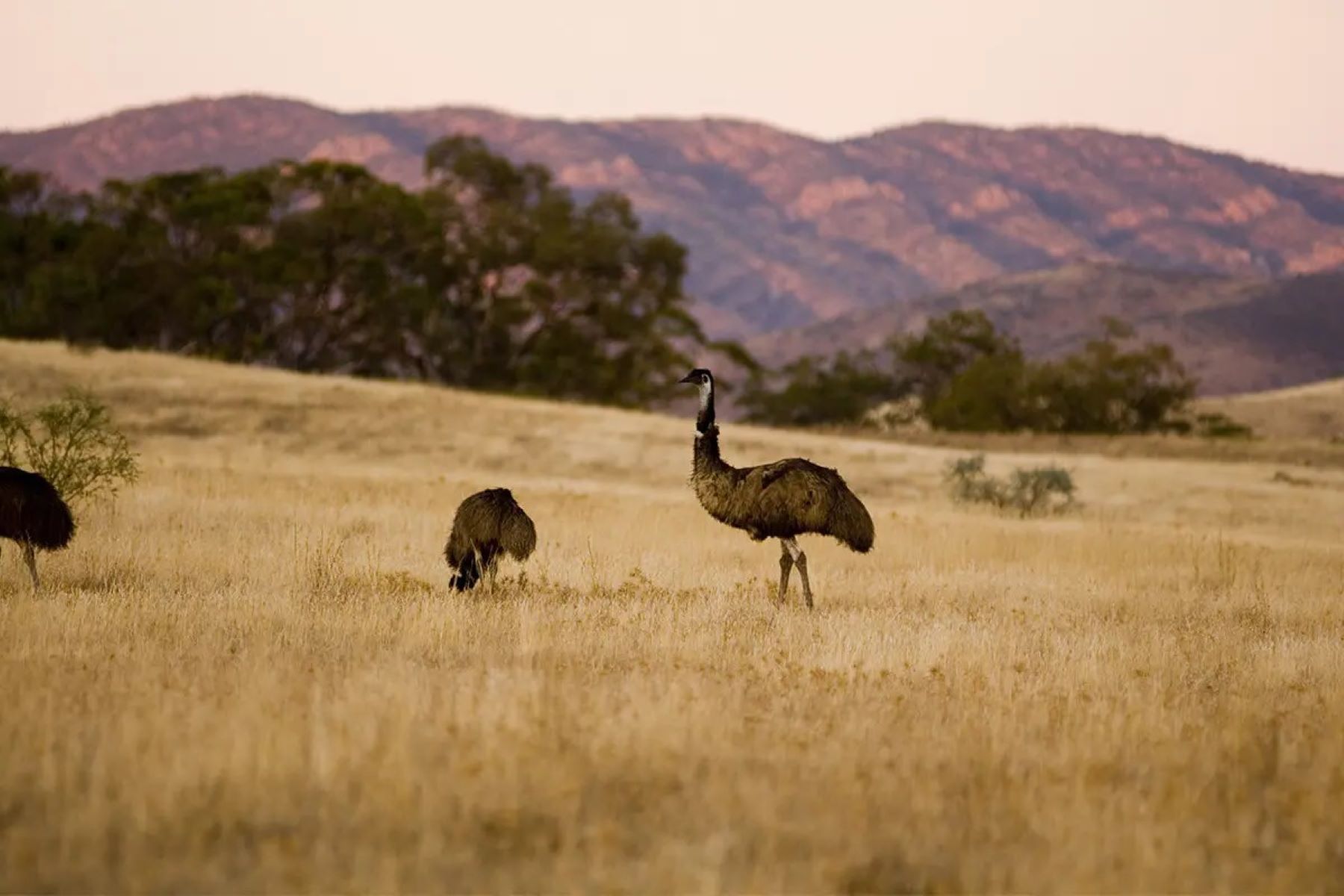 Echoing-Emu-Trails-Of-The-Outback-Oases echoing-emu-trails-of-the-outback-oases