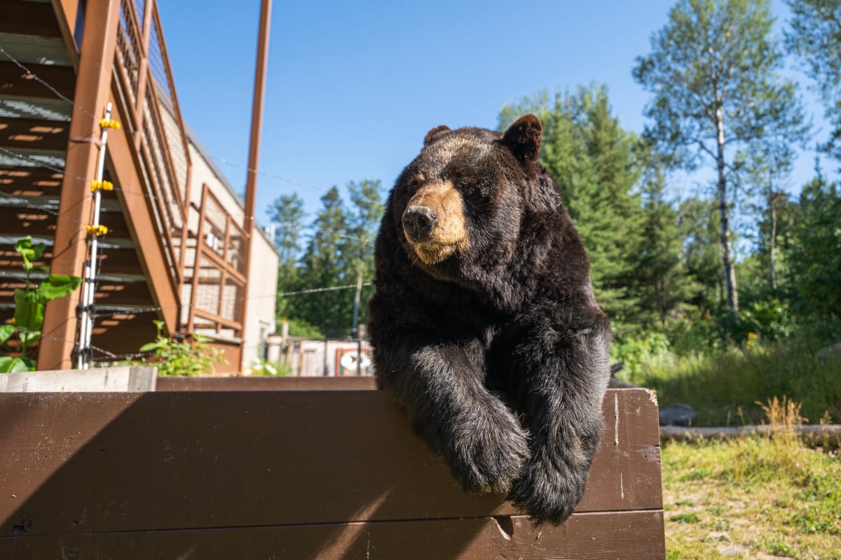 elys-secret-north-american-bear-center-mystery
