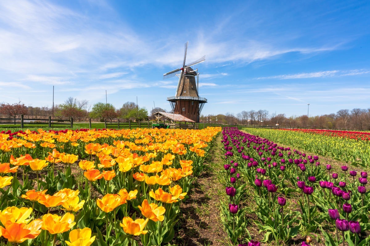 enchanting-beauty-of-windmill-island-gardens