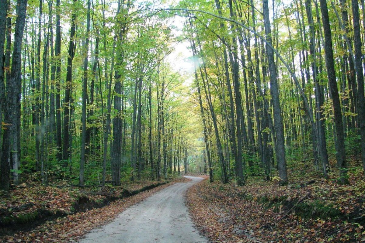 enchanting-waters-of-hartwick-pines