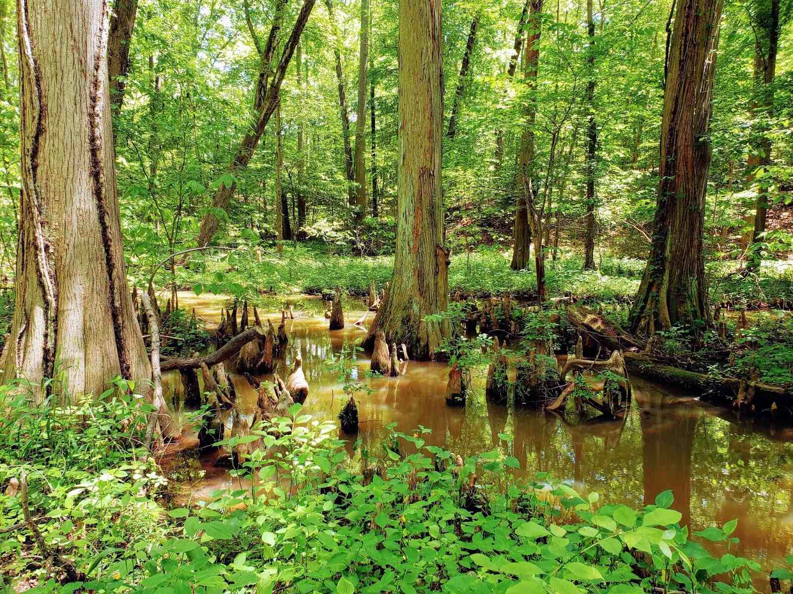 Enchanting-Wonders-Of-Battle-Creek-Cypress-Swamp enchanting-wonders-of-battle-creek-cypress-swamp