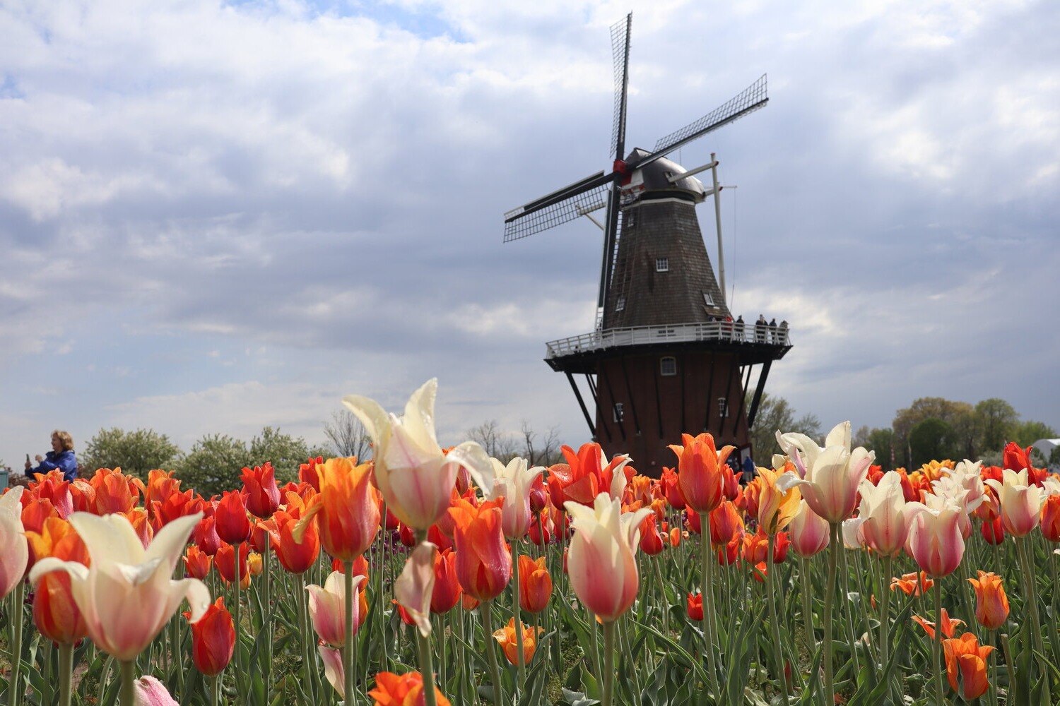 experience-dutch-charm-at-windmill-island-gardens