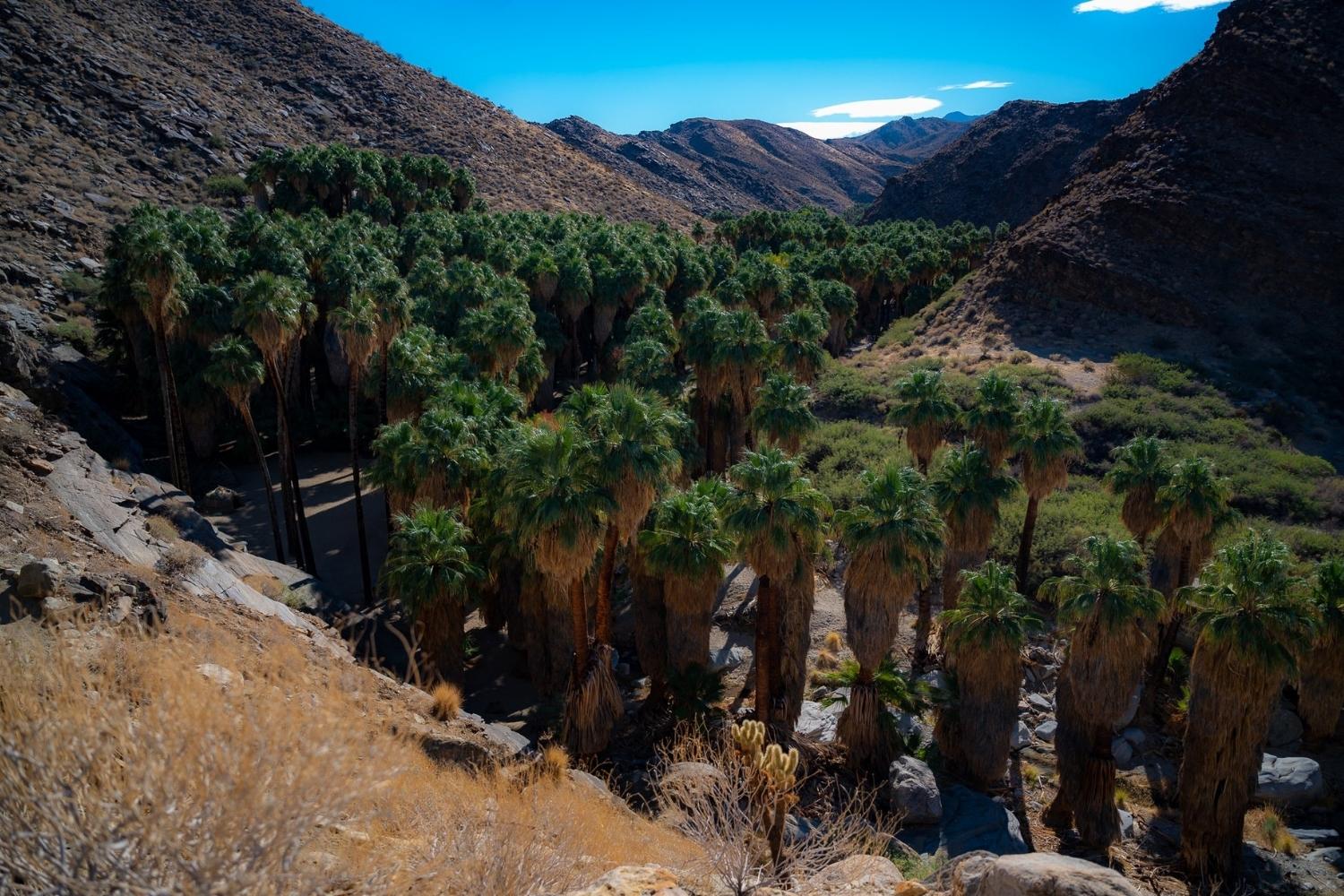 Exploring-Hidden-Paths-In-Palm-Springs exploring-hidden-paths-in-palm-springs