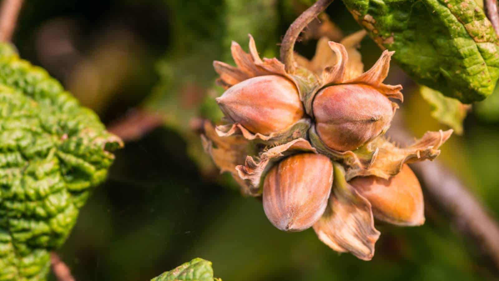 Exploring-The-Secret-Wild-Hazelnut-Thickets-Of-Oregon-TouristSecrets exploring-the-secret-wild-hazelnut-thickets-of-oregon-touristsecrets