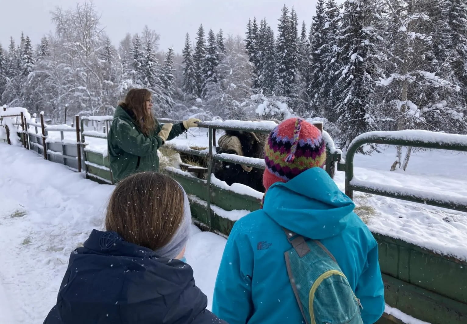 fairbanks-secret-muskox-and-caribou-experience
