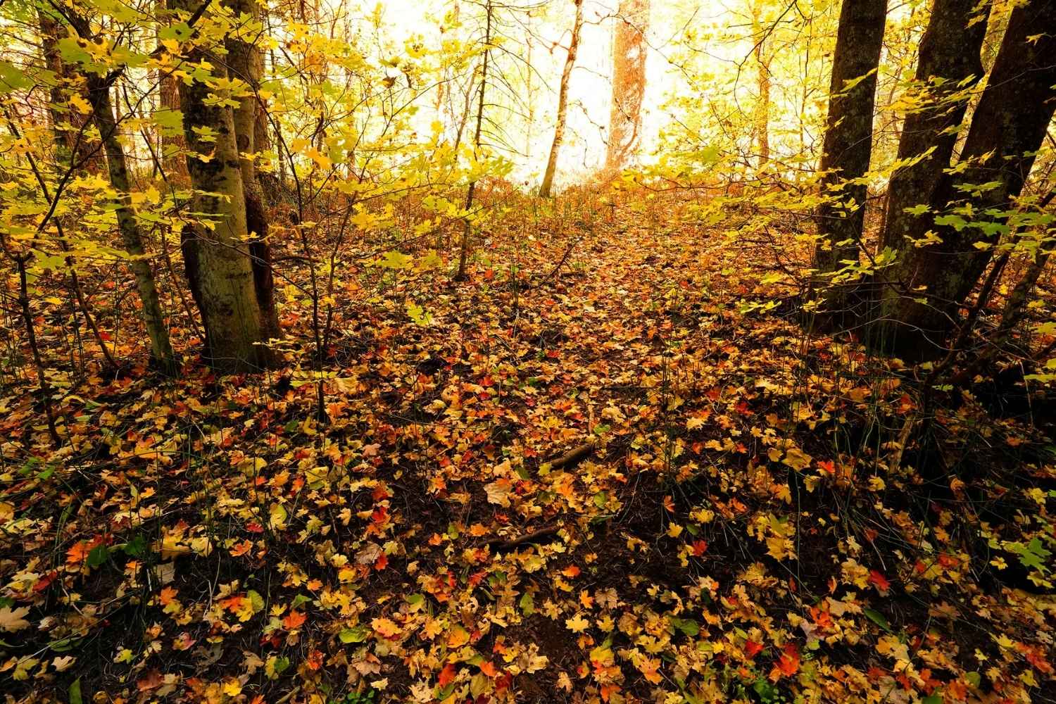 flagstaffs-secret-forest-paths