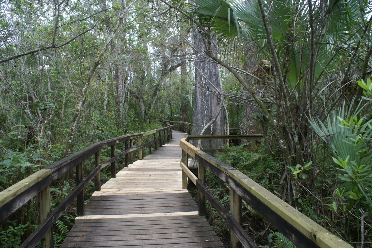 floridas-secret-fakahatchee-strand-amazon-of-north-america