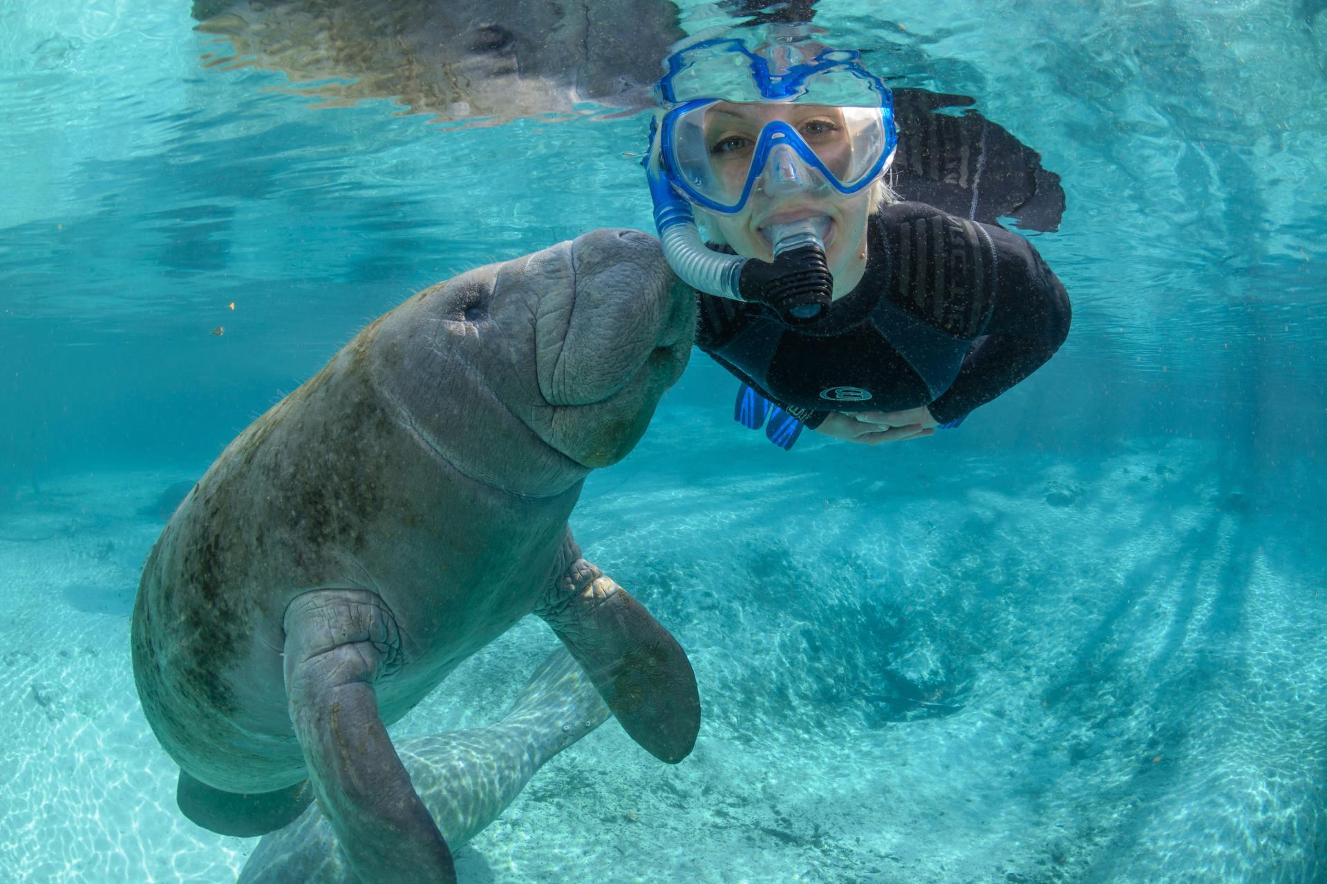 Florida8217s-Secret-Manatee-Watching-Locations-In-Crystal-Rivers floridas-secret-manatee-watching-locations-in-crystal-rivers