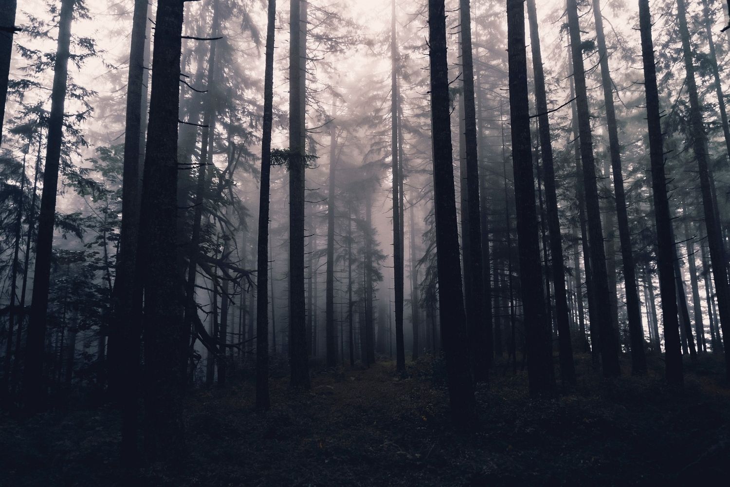Forest-Shadows-In-Mysterious-Cumberland-Maryland forest-shadows-in-mysterious-cumberland-maryland
