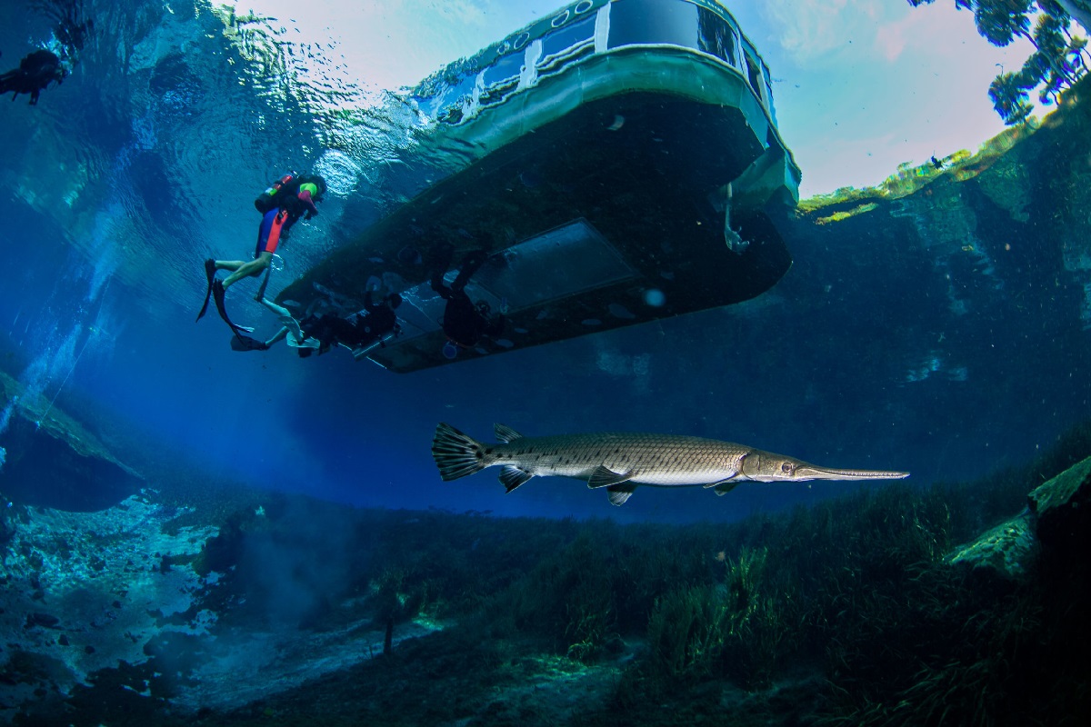 glide-over-natures-wonders-on-glass-bottom-boats