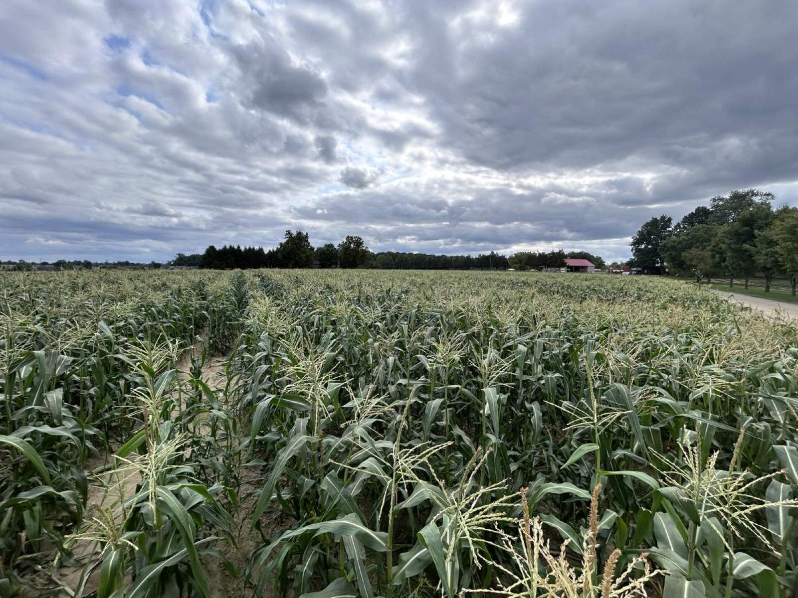 harvest-delight-at-johnsons-corner-farm