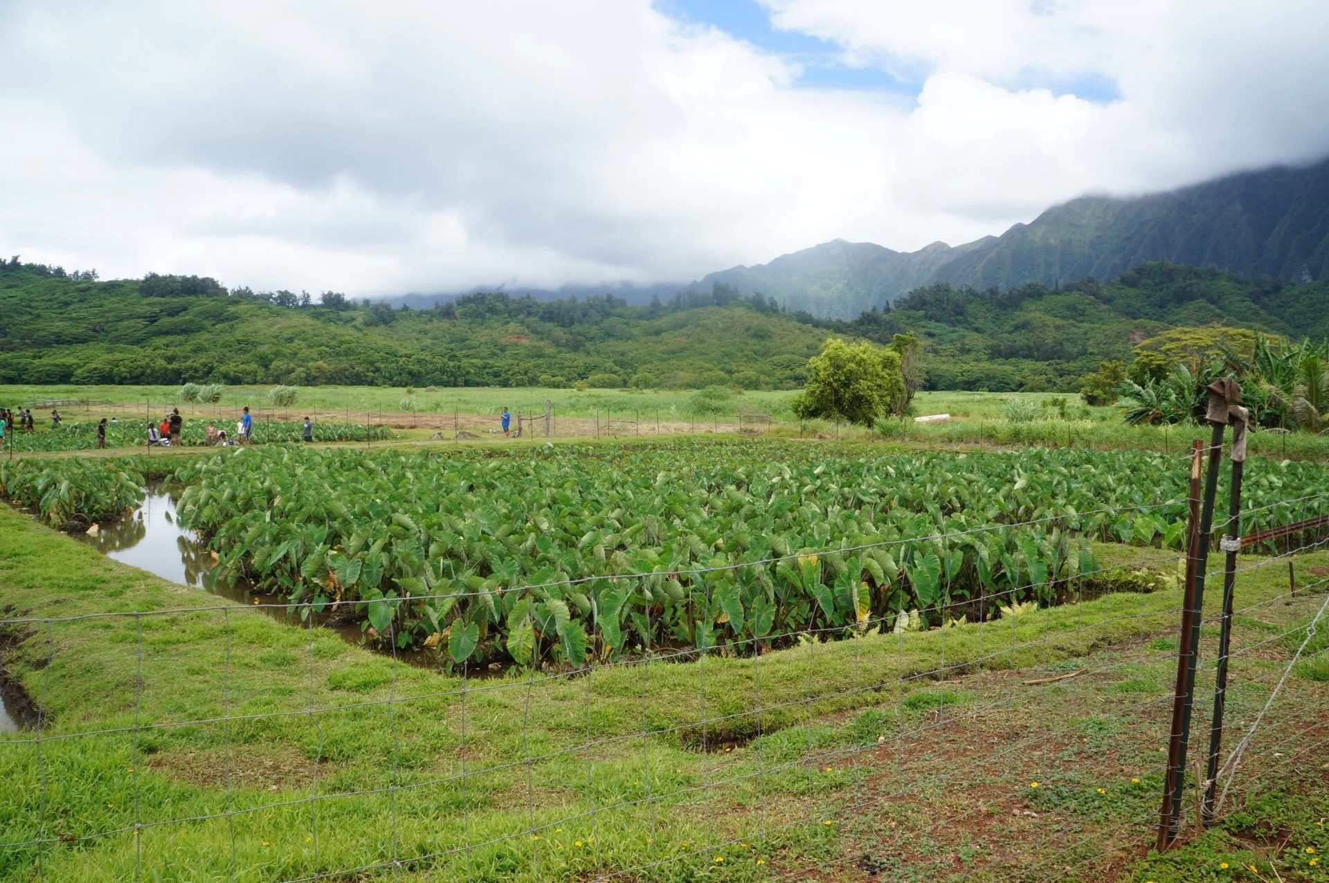 hawaiis-secret-taro-farms-and-ancient-traditions