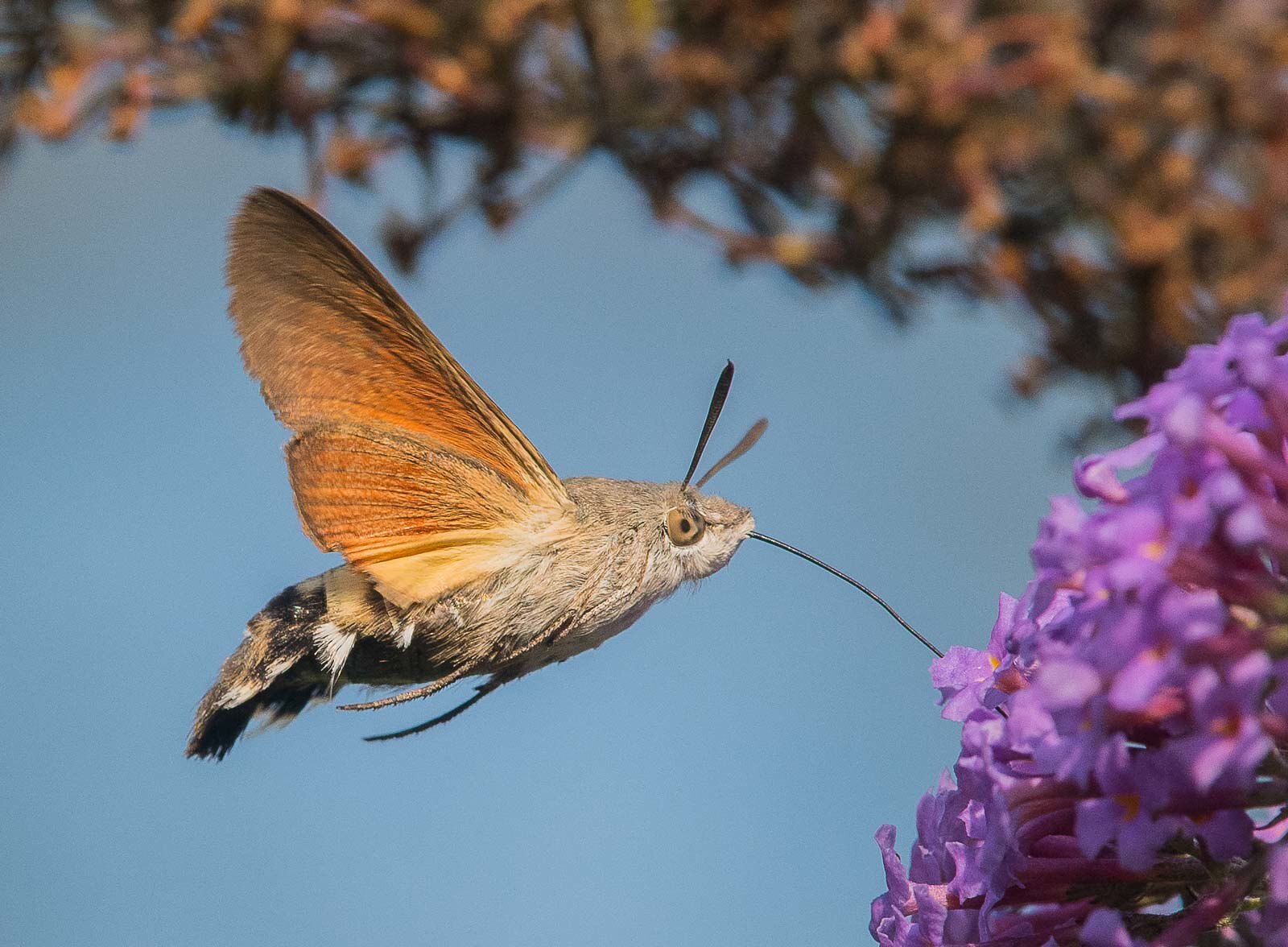 hawk-moths-of-hawaiis-night-gardens