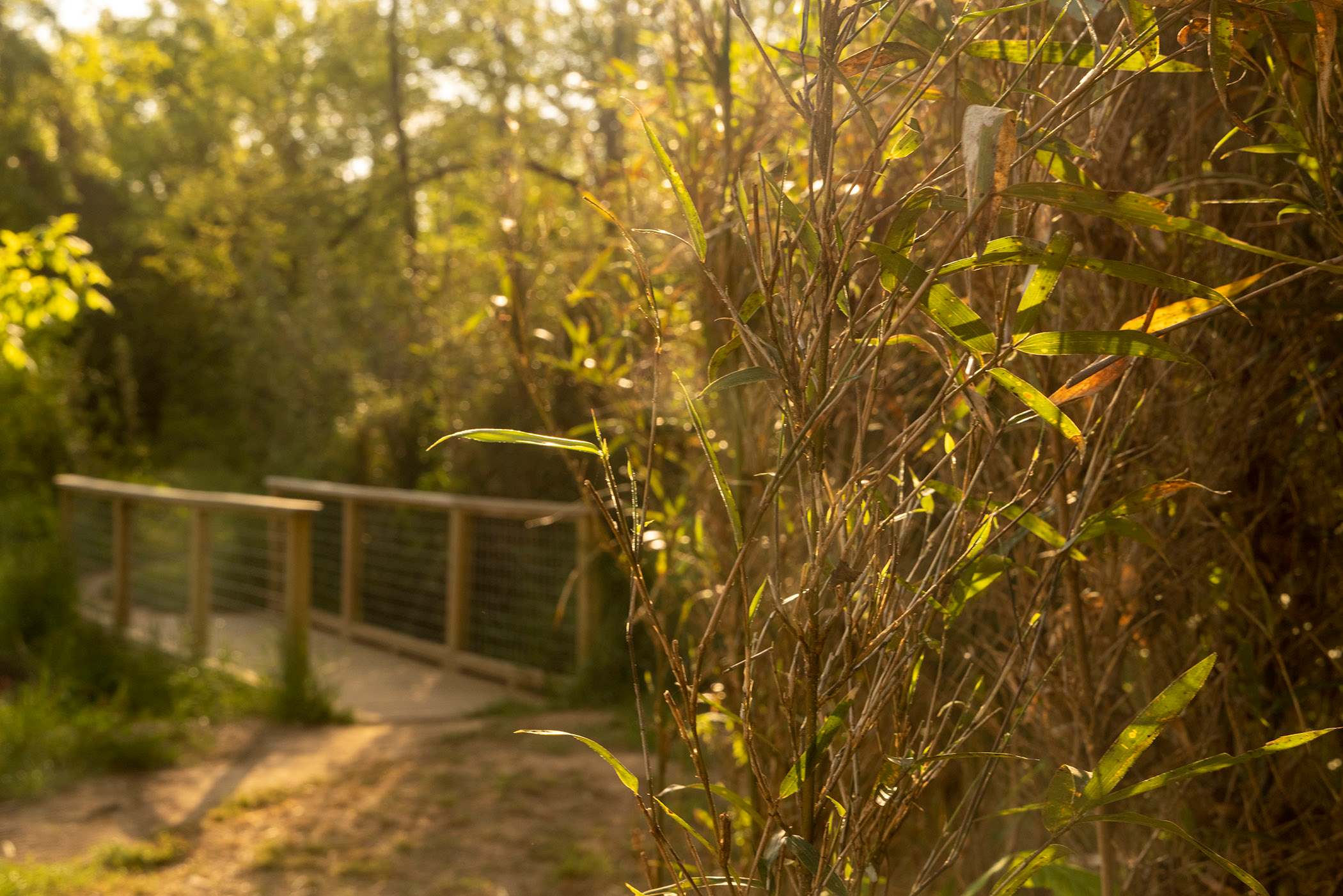 hidden-bamboo-forests-of-georgias-southeast
