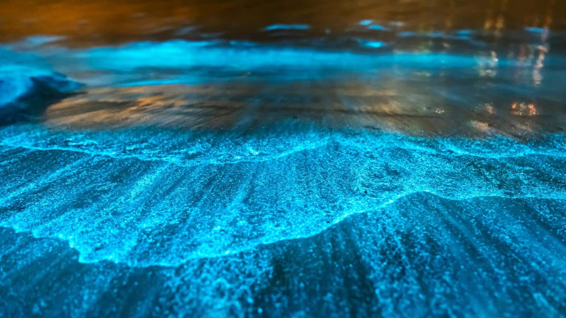 hidden-bioluminescent-lakes-of-orlando