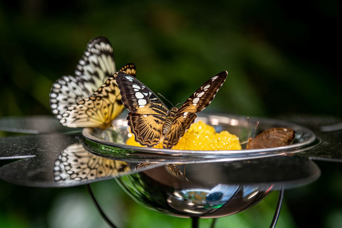 Hidden-Butterfly-Atrium-Houston8217s-Secret-Oasis hidden-butterfly-atrium-houstons-secret-oasis