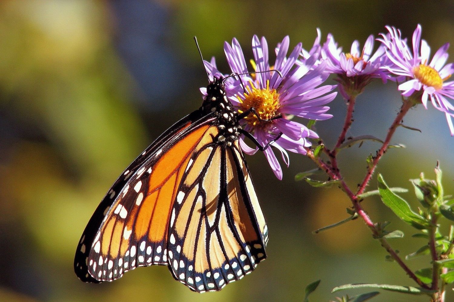 Hidden-Butterfly-Sanctuaries-In-Chicago hidden-butterfly-sanctuaries-in-chicago