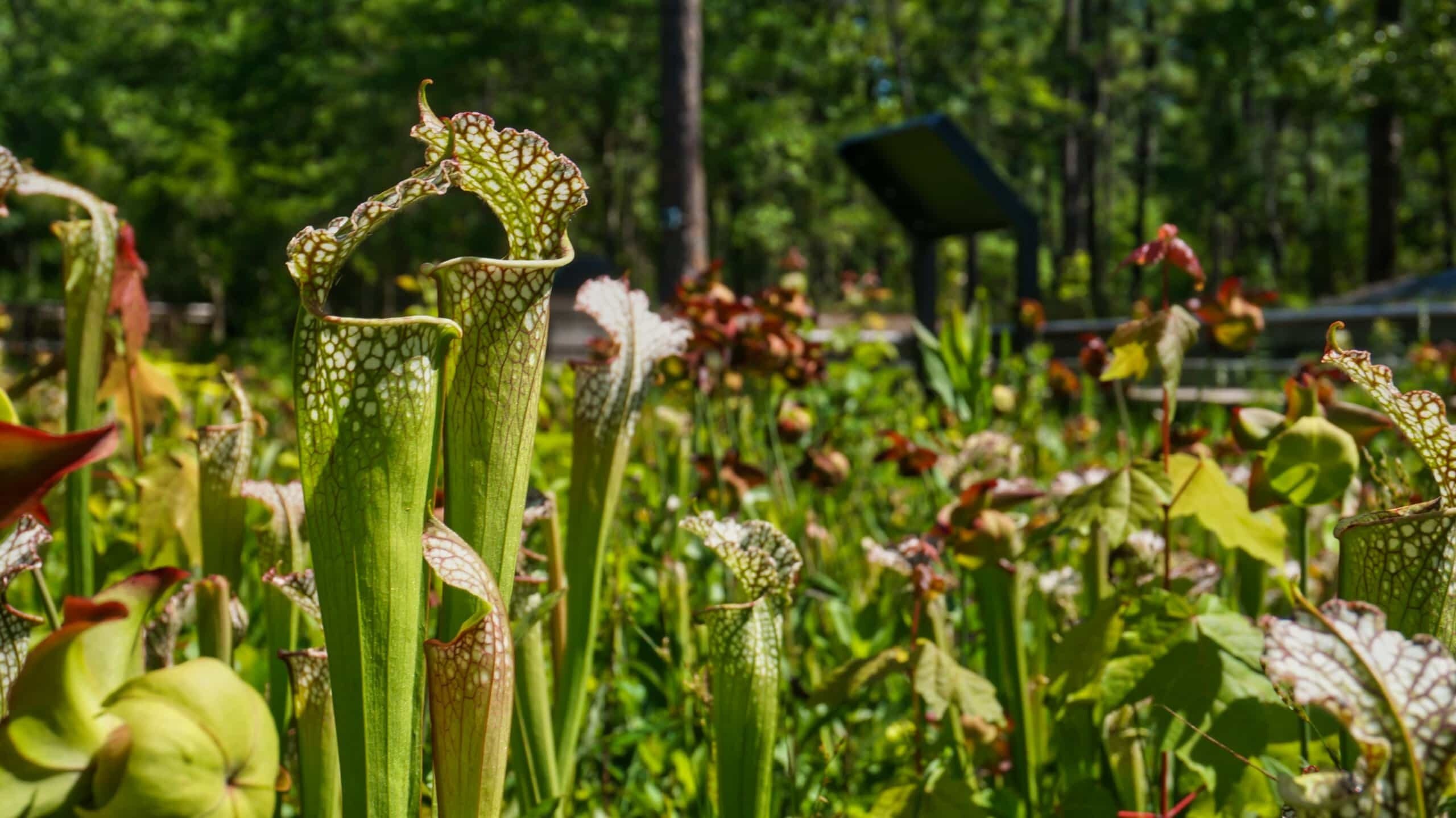 Hidden-Carnivorous-Plant-Bogs-Of-The-Carolinas hidden-carnivorous-plant-bogs-of-the-carolinas