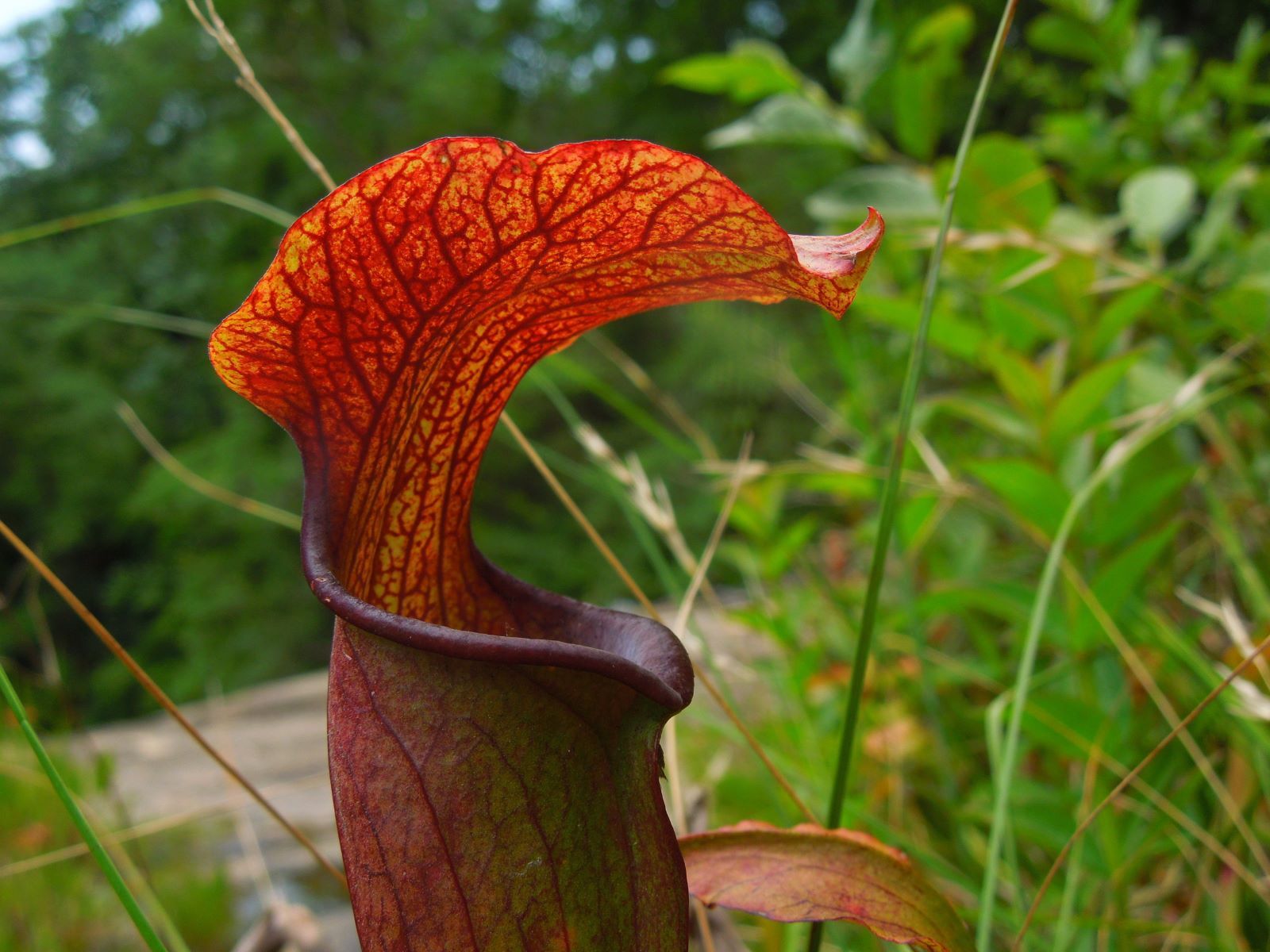 Hidden-Carnivorous-Plant-Bogs-Of-The-Carolinas-TouristSecrets hidden-carnivorous-plant-bogs-of-the-carolinas-touristsecrets