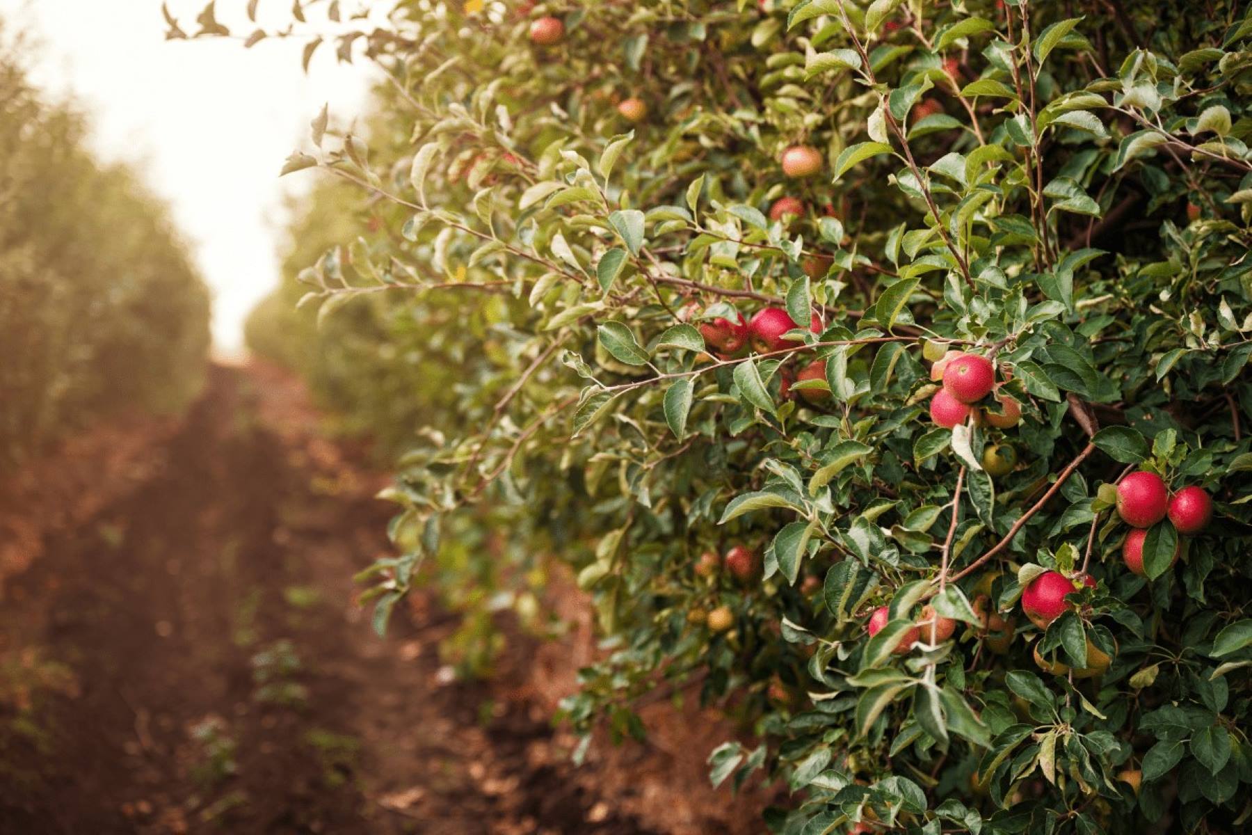 Hidden-Cherry-Orchards-Of-Michigan-TouristSecrets hidden-cherry-orchards-of-michigan-touristsecrets