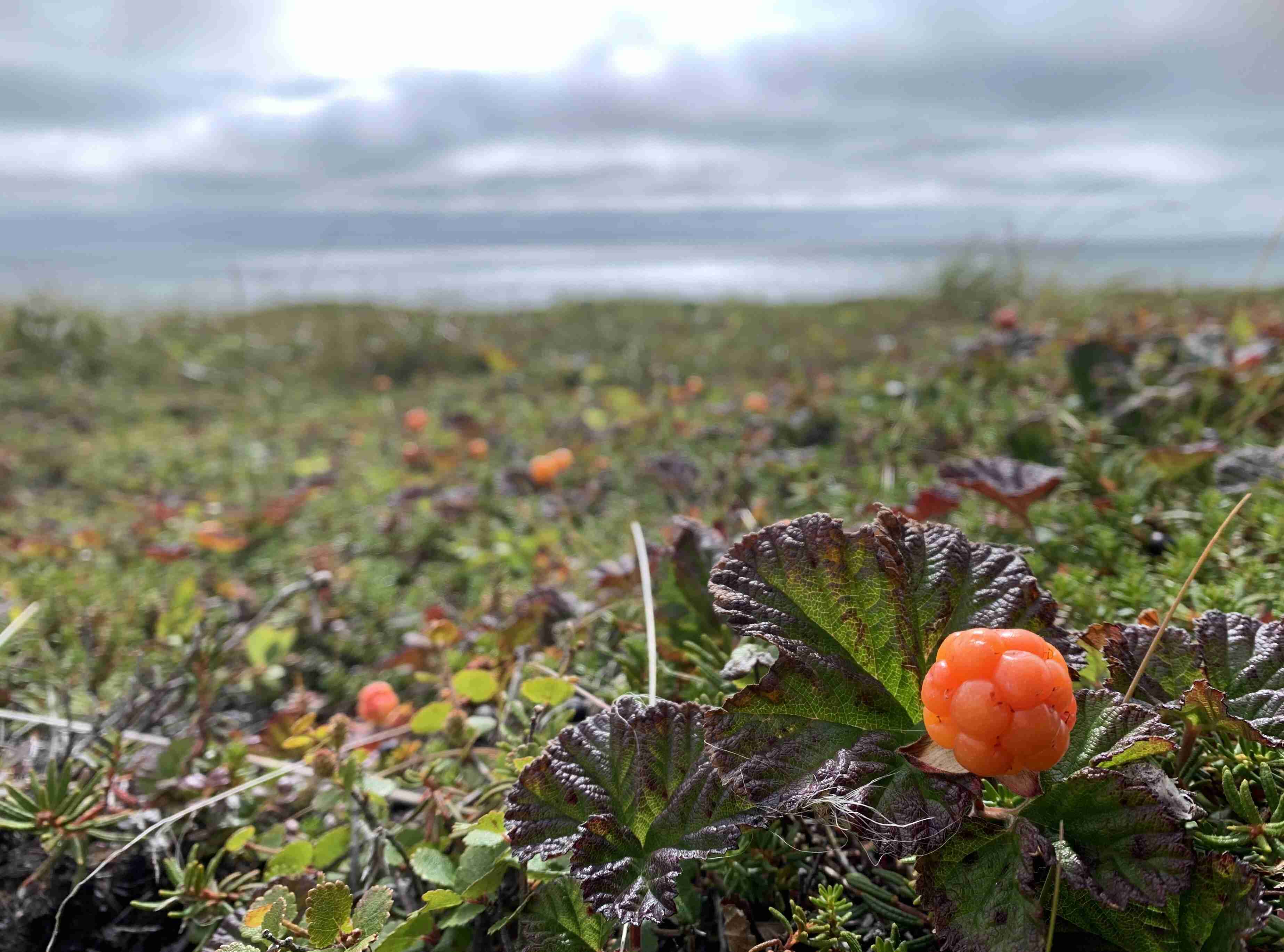 Hidden-Cloudberry-Bogs-Of-Alaska-Exposed hidden-cloudberry-bogs-of-alaska-exposed