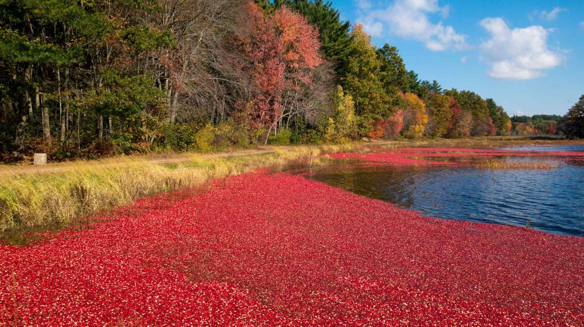 Hidden-Cranberry-Bogs-In-Massachusetts hidden-cranberry-bogs-in-massachusetts