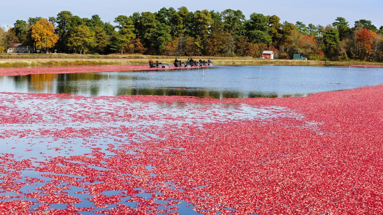 Hidden-Cranberry-Bogs-Of-Massachusetts-TouristSecrets hidden-cranberry-bogs-of-massachusetts-touristsecrets