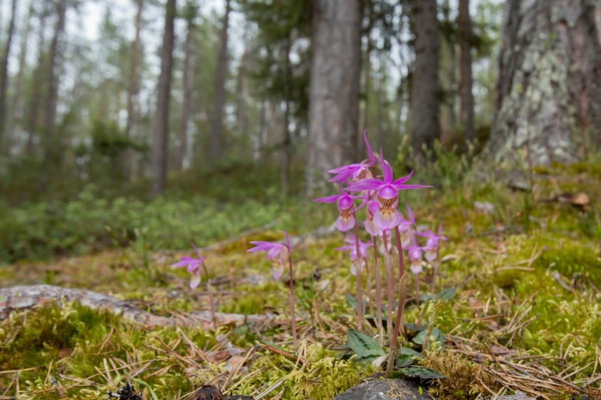 hidden-fairy-slipper-orchid-meadows-of-mount-rainier-national-park